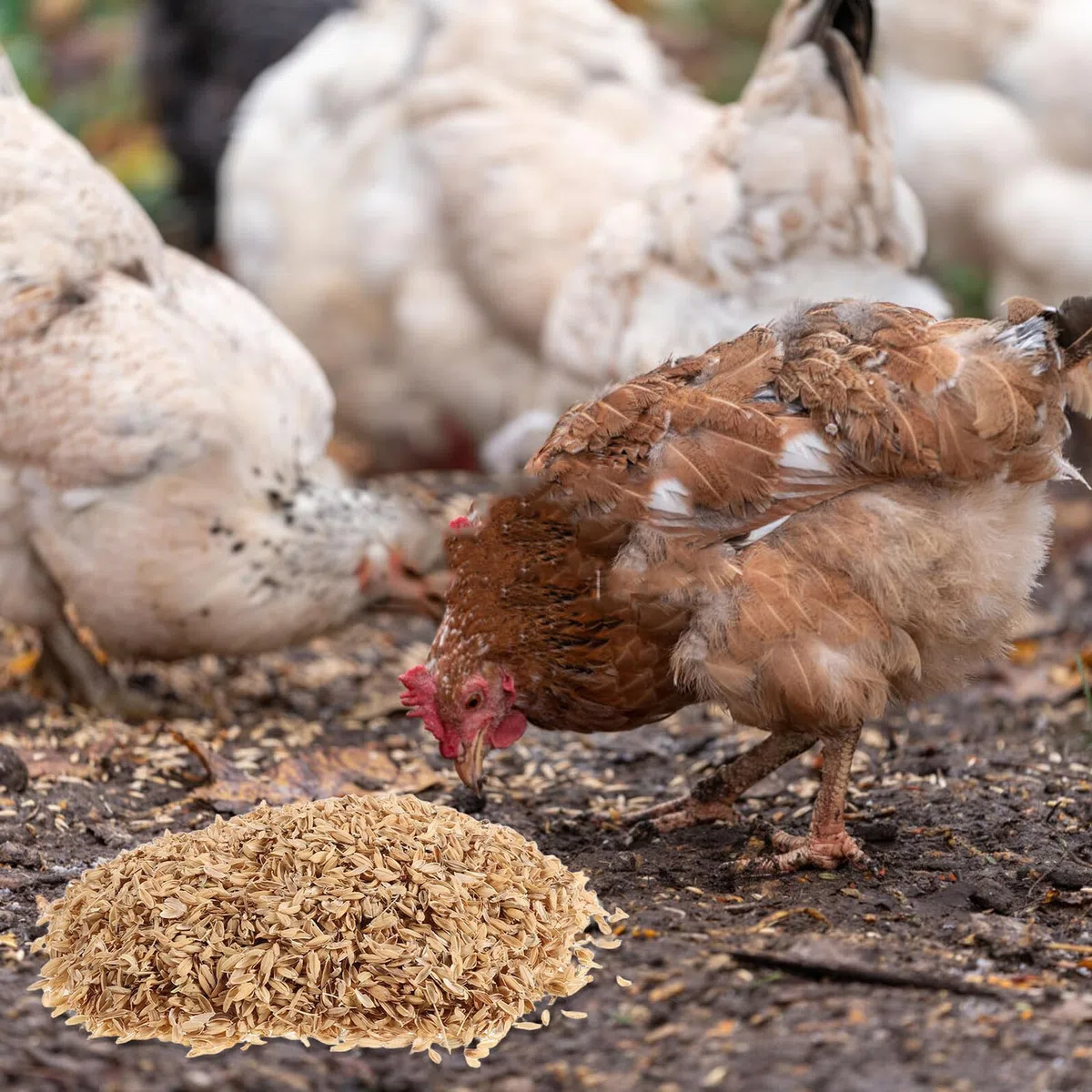 Alasum Lecho para Aves de Corral Natural de Cáscara de Arroz Orgánico 1,5 Kg para Gallineros, Cajas Nido y Suministros para Invierno, Cama Ecológica para Mascotas Pequeñas y Jardinería