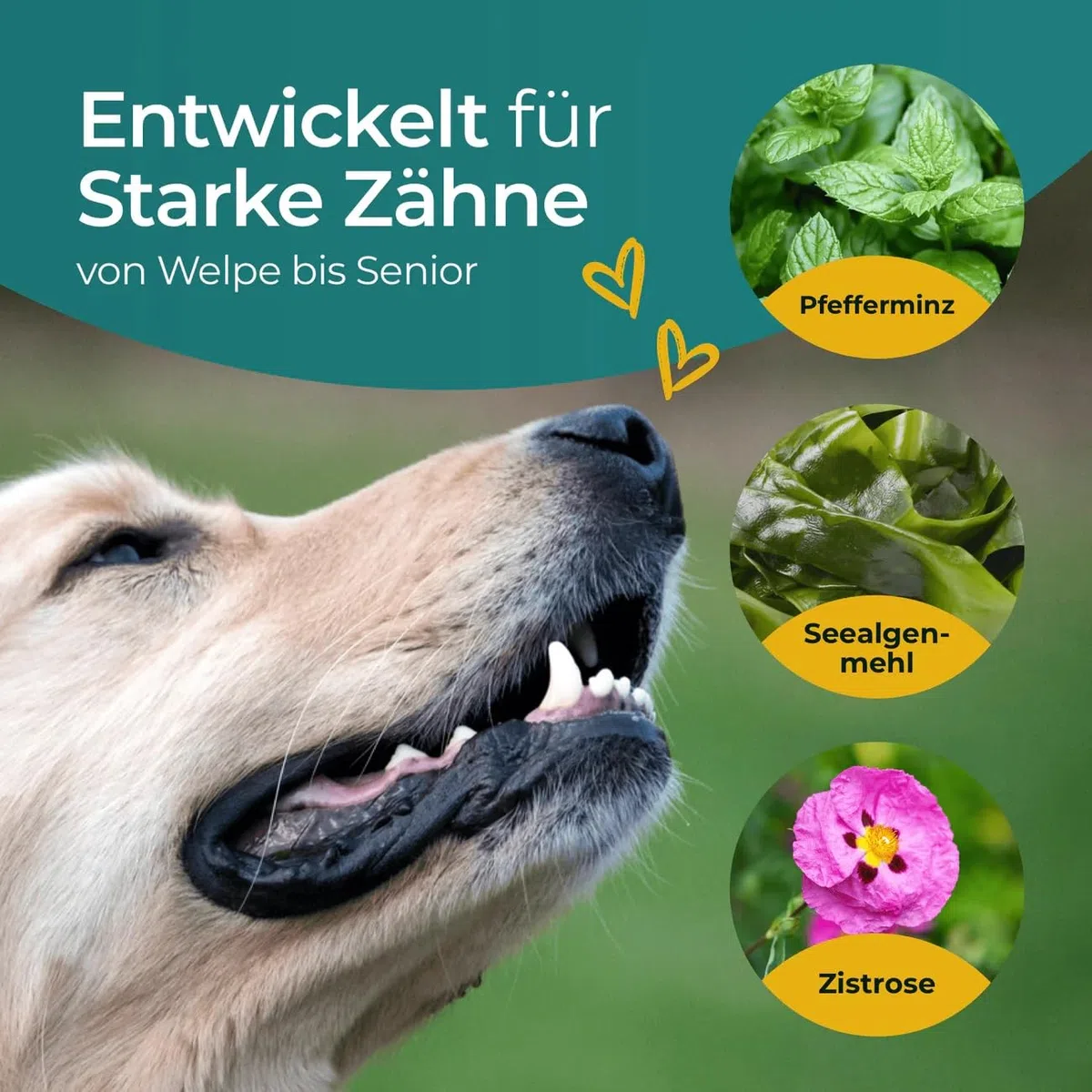Dientes con complejo de algas, 300 g, polvo para el cuidado dental para perros, contra la placa y el sarro, cuidado dental natural, para todas las razas y cachorros