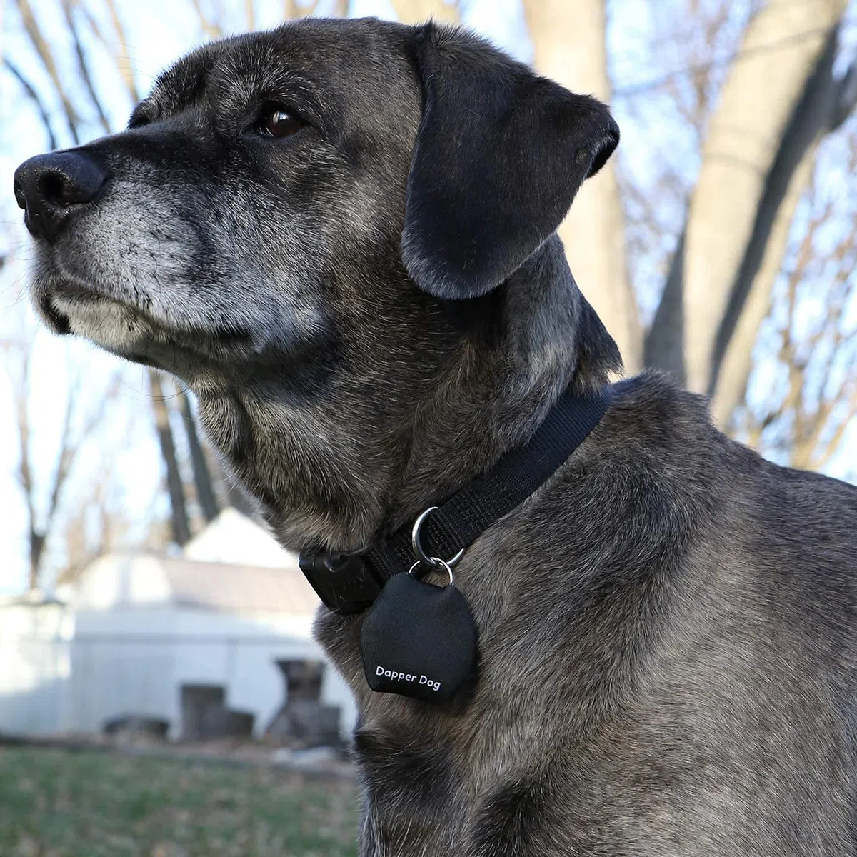 Dapper Dog - Silenciador de placa de perro con anillo de etiqueta (negro)