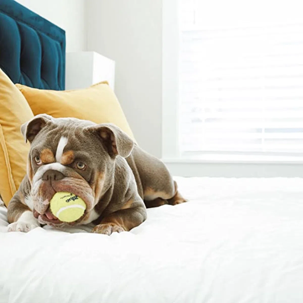 Nylabone Power Play - Pelota de tenis para perro, 3 unidades, tamaño mediano, 6,3 cm