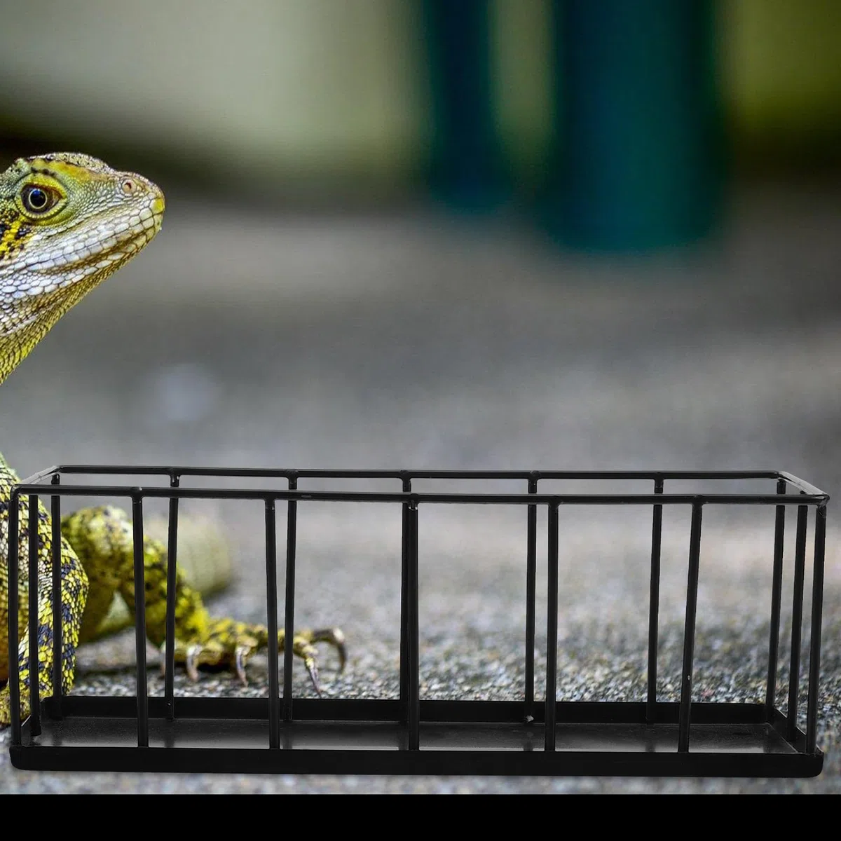 Comedero para Reptiles de Acero Inoxidable, Pequeño y Fácil de Limpiar