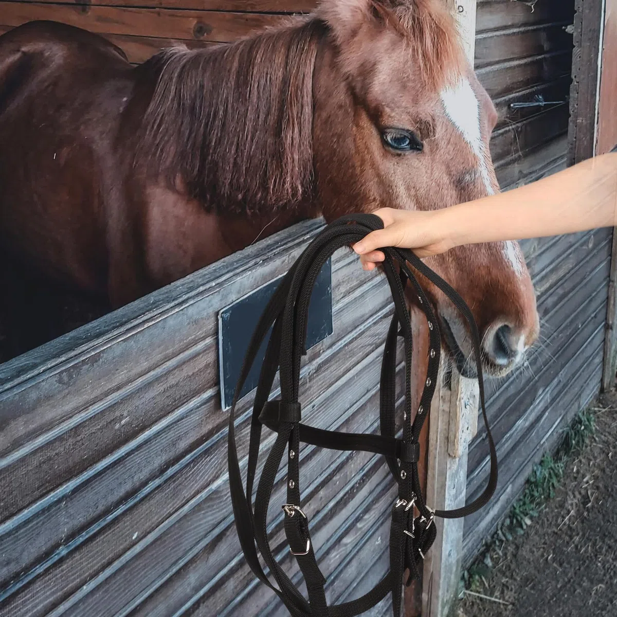 Cabestro de Cuerda para Caballo de Nylon Ajustable para Entrenamiento y Equitación en Establos y Paseos Cómodos