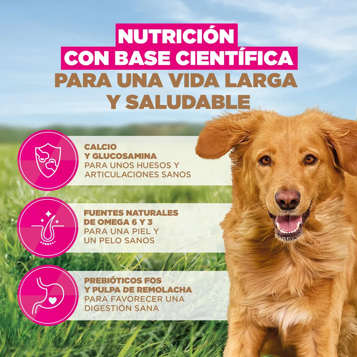 Eukanuba, alimento para Perros sin Cereales con Cordero para Razas Grandes - Alimento seco Premium sin Cereales para Perros Adultos, 12 kg