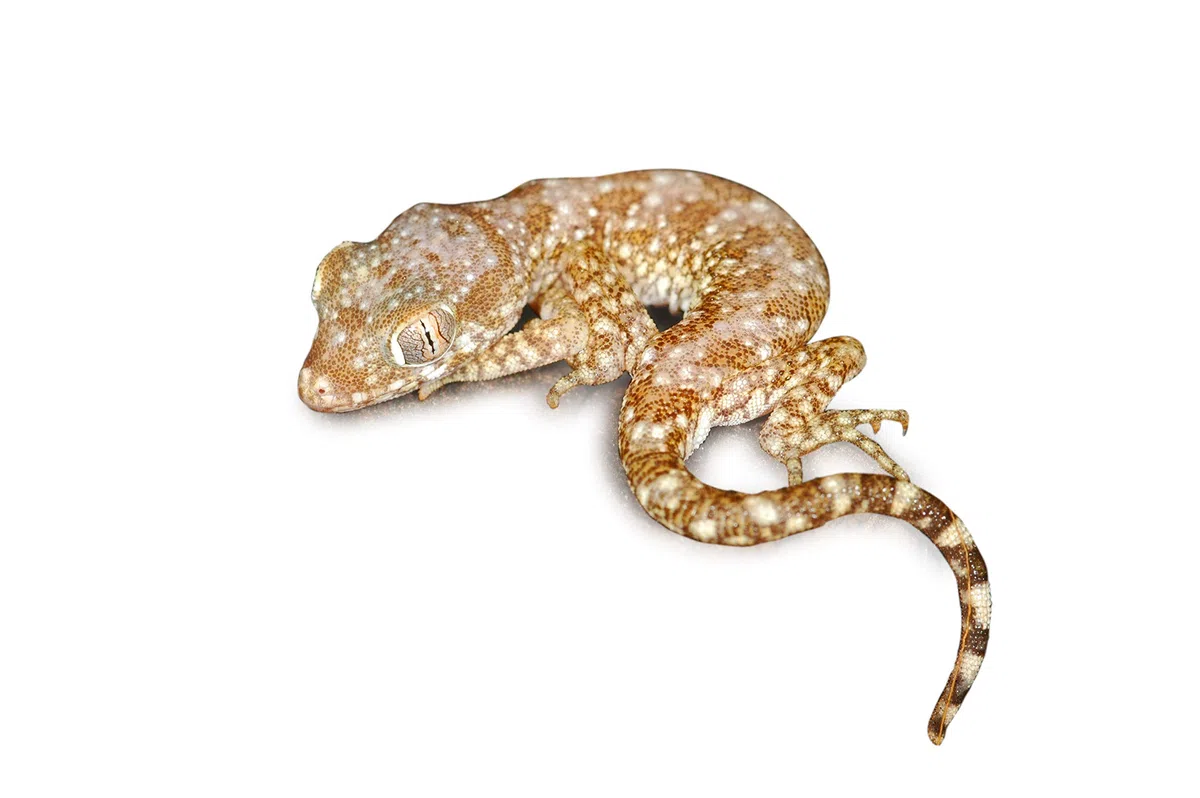 Lucky Reptile Kit de Inicio geco de Arena 50 cm - Set Completo de terrario para gekkos pequeños Kit de terrario para hasta 4 gecos - Set de Inicio lagartijas Color Blanco