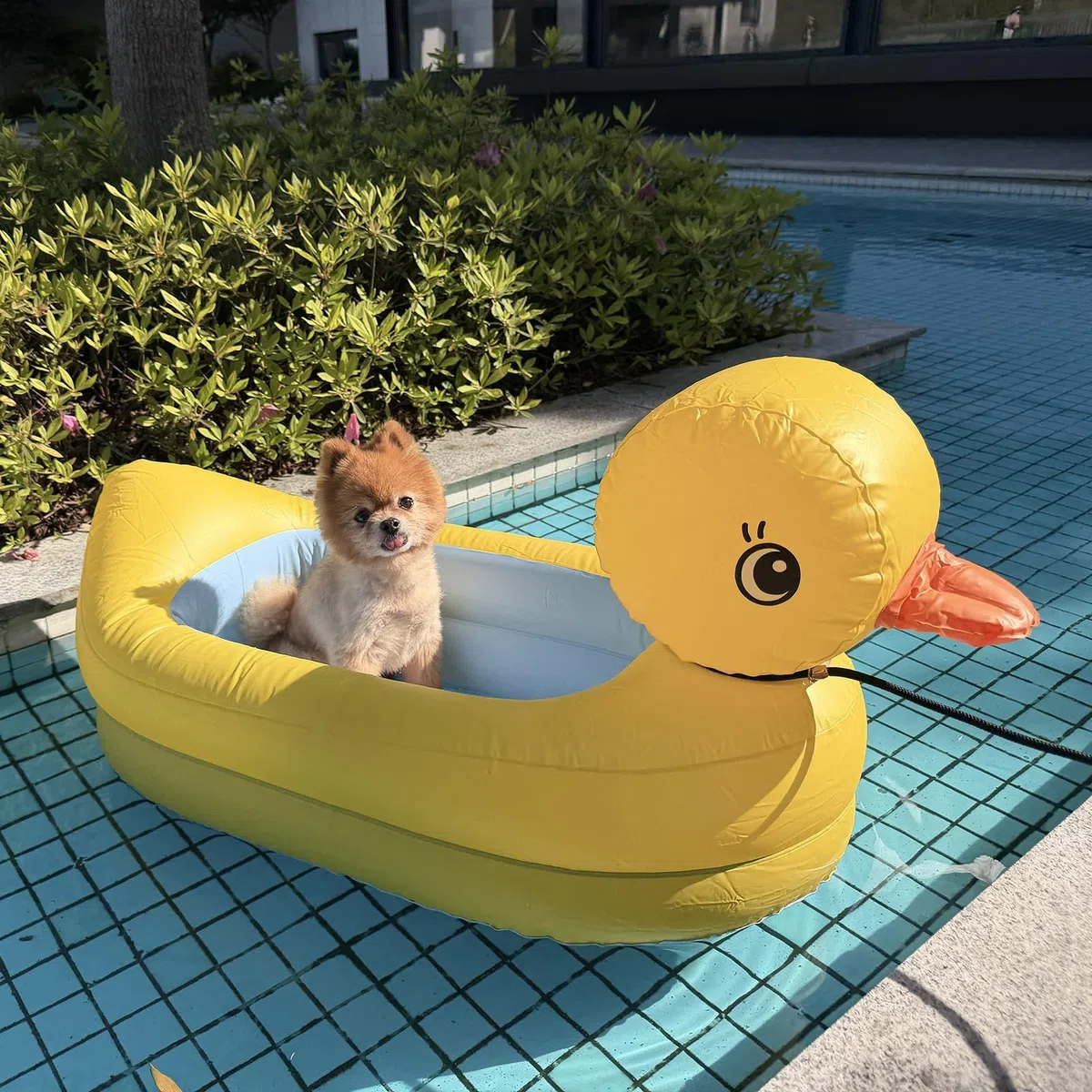 Rampa Piscina para Perros Bonito Cama Hinchable PVC Rampa Perros Piscinas Piscinas