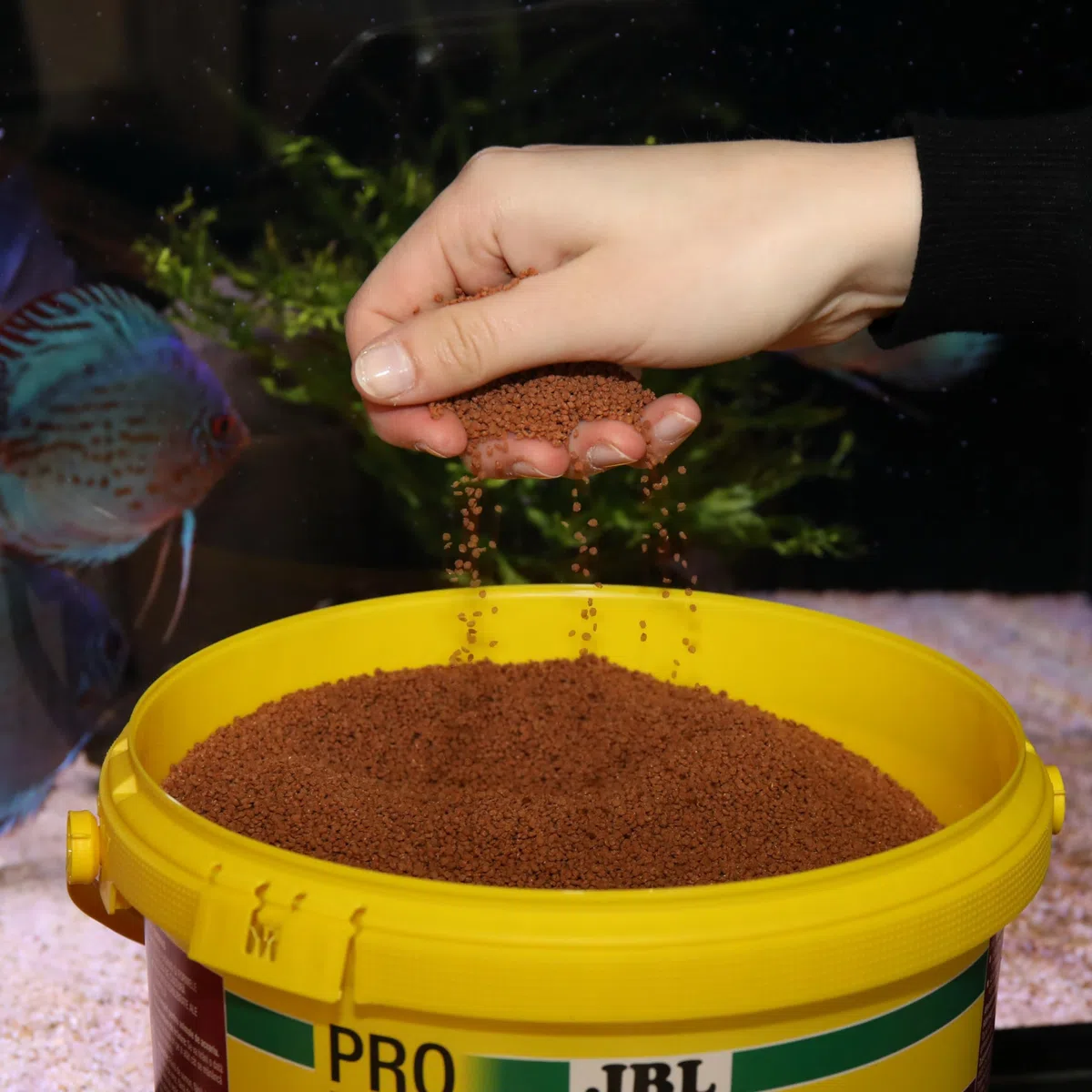 JBL PRONOVO bits Grano, pienso primario para Peces y cíclidos de 8-20 cm, alimento para Peces gránulos, Talla M, 5500 ml