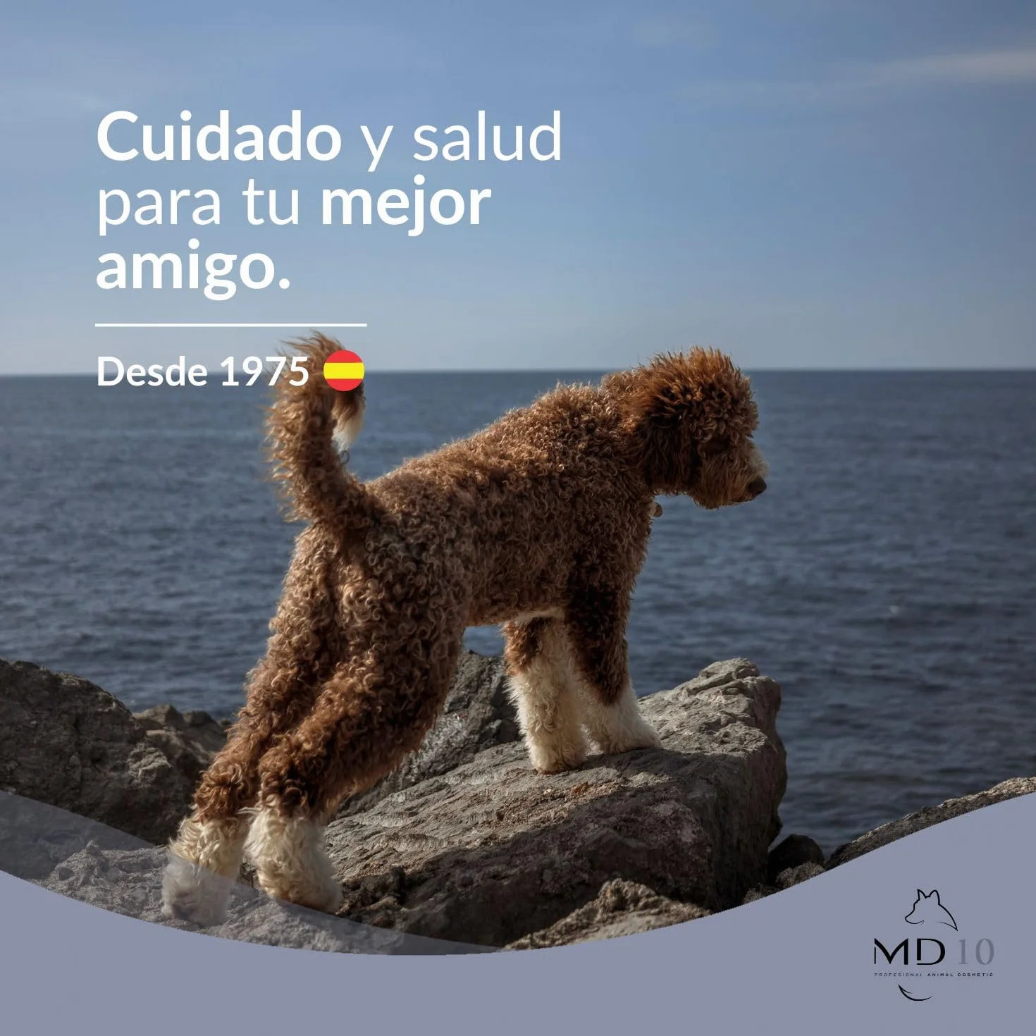 Champú para Perro de Agua Español Pelo Marrón de Diferentes Tonalidades - Champú Texturizador de Rizos Hidratante, Vegano y Biodegradable - Fabricado en España - 5 l - MD-10 COLLECTION