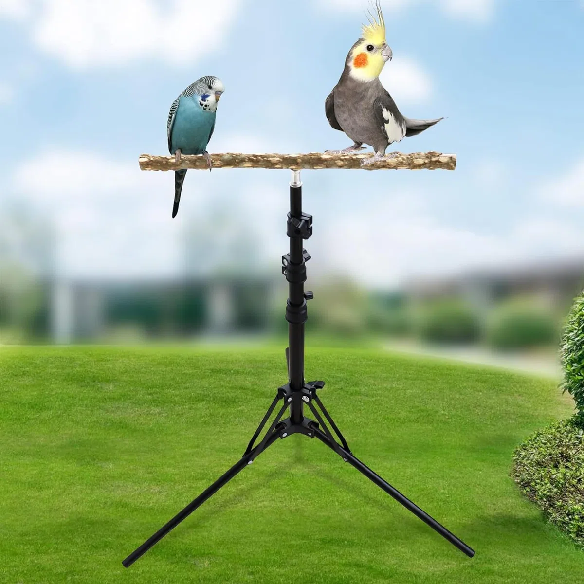 Genérico - Madera 40~157cm | de Perca de Loro de Madera de Pimienta | Natural | Perc?Stand para adiestramiento de Aves Perchas Bir? Ajustables para Loros - MultiusosBir? ?d