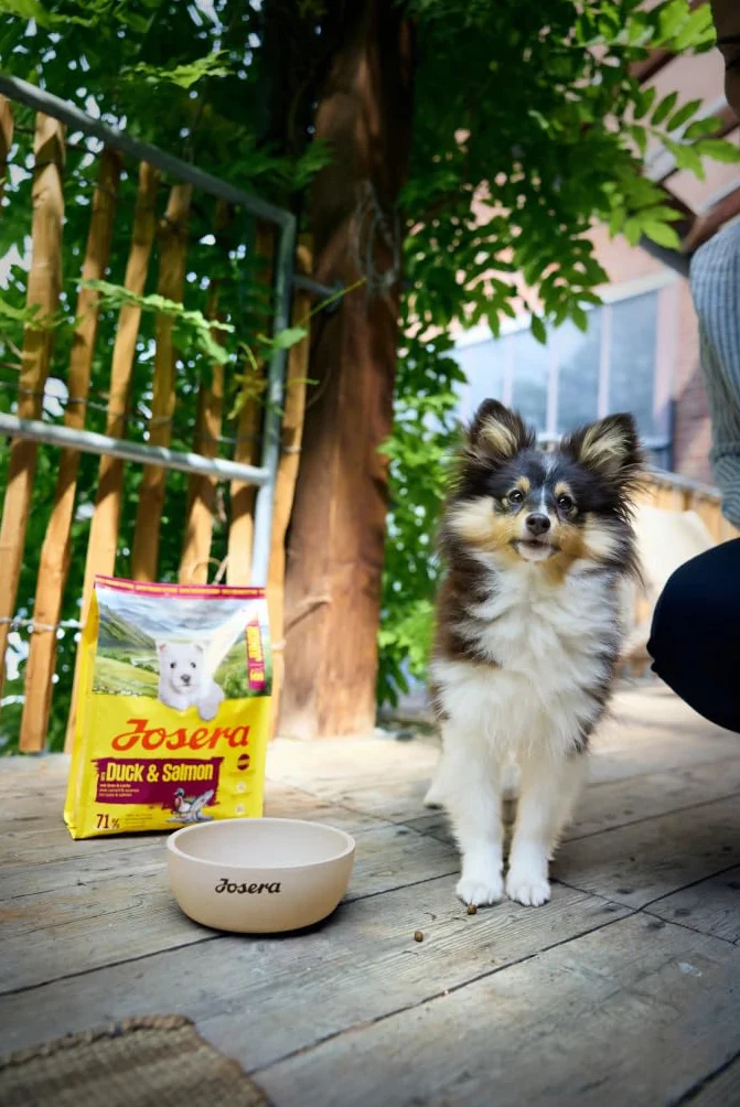 JOSERA Mini Junior Pato y salmón (1 x 10 kg) | Pienso seco de primera calidad para perros en crecimiento de hasta 10kg | Pienso para cachorros sin gluten para un desarrollo óptimo | Croquetas pequeñas