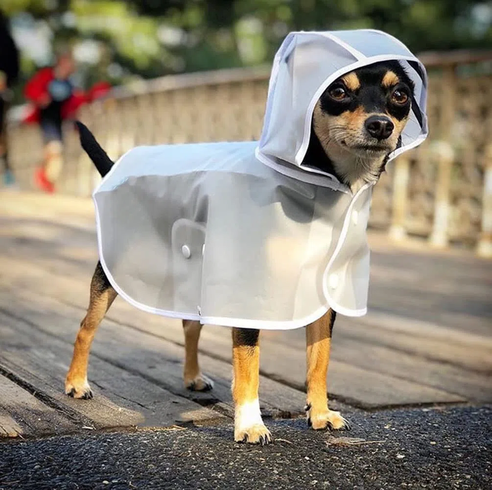 Impermeable para Perros, Chubasquero de Primavera for Perros, translúcido, Impermeable, for pequeños y medianos, Ideal for Cachorros(Blue,3XL)