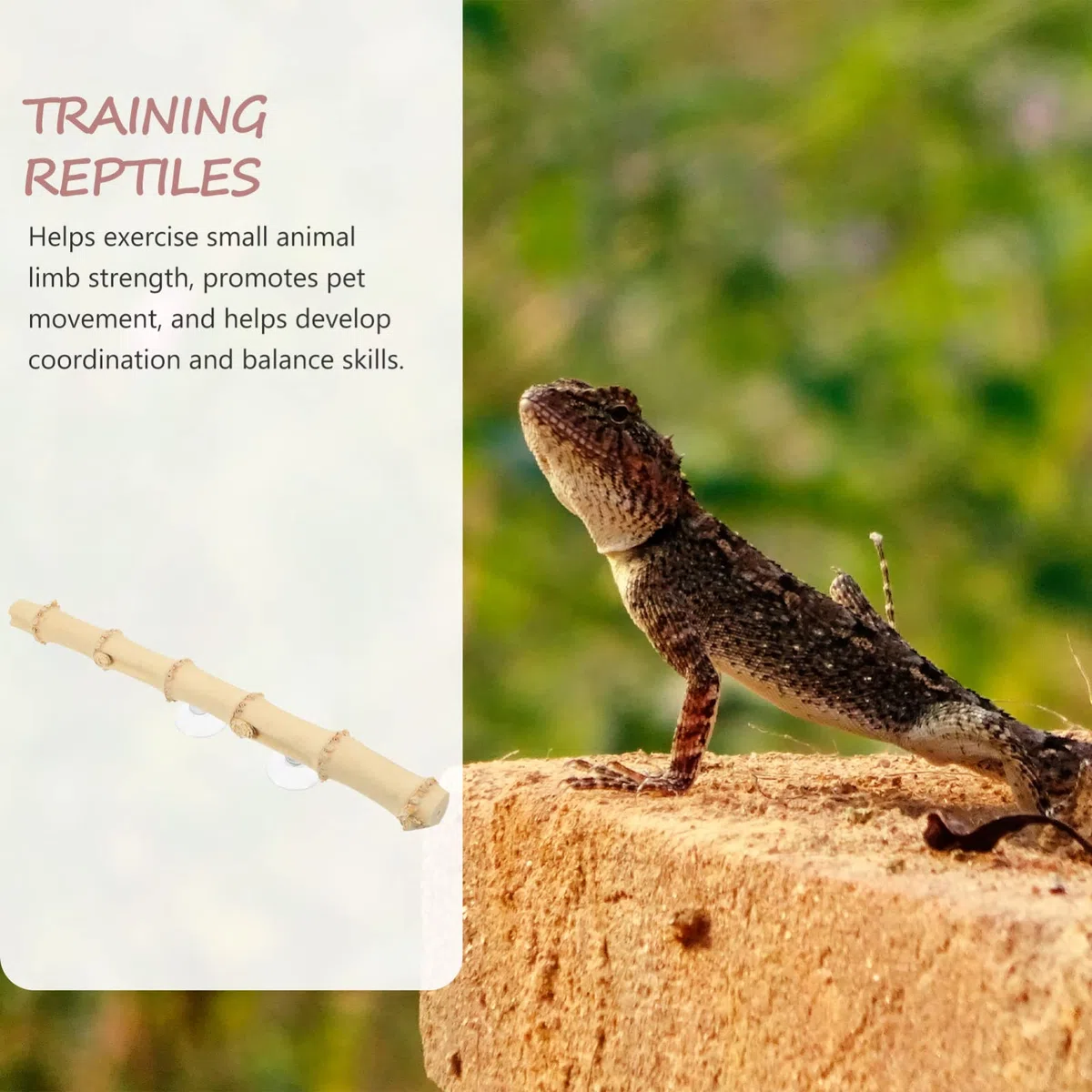 Happyyami 4piezas Rama De para Reptiles Juguete para Barbudos Suministro De Lizard Accesorios para Terrario