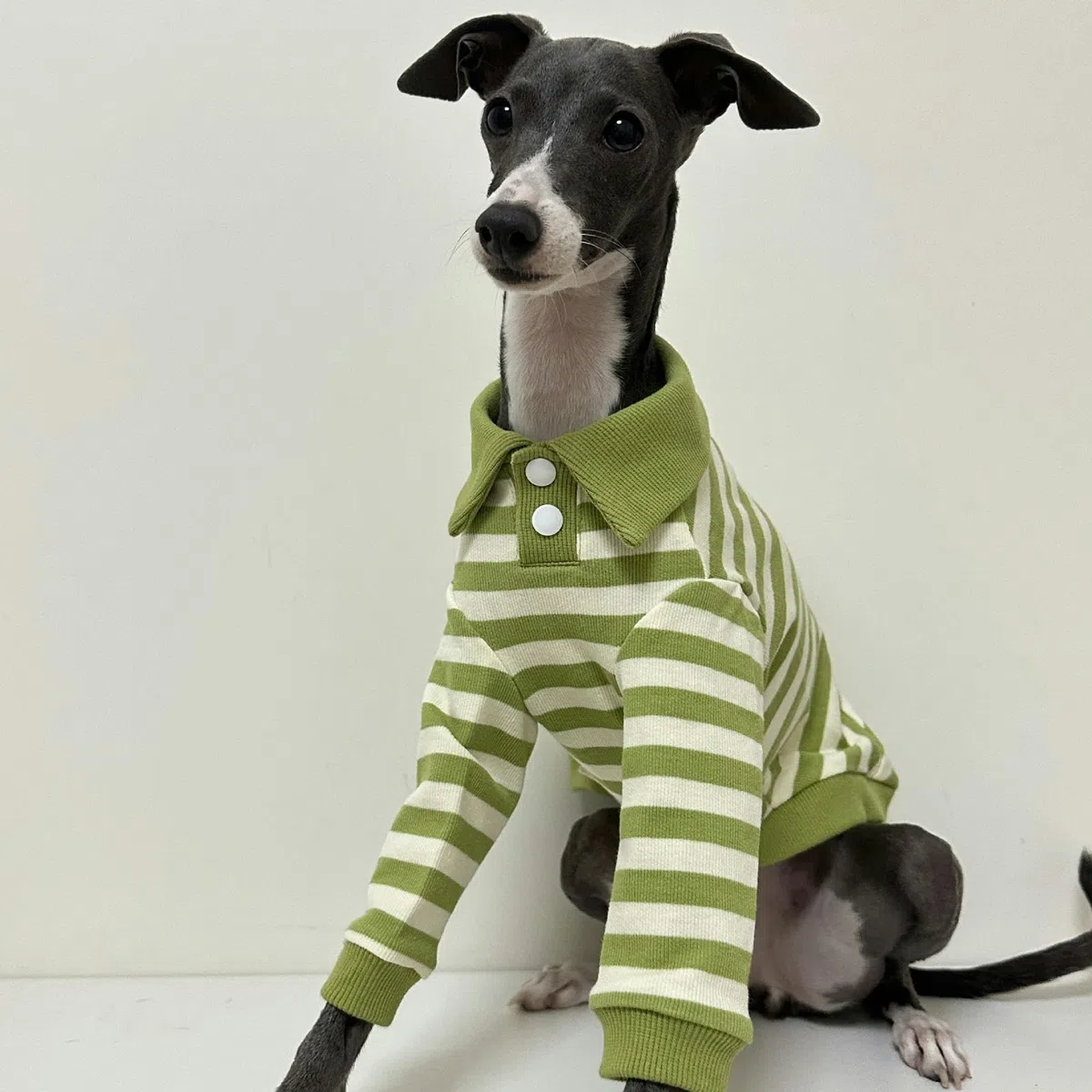 Camisas para Perros Polo para Perros a Rayas Transpirables con Cuello Polo y Mangas Ropa para Perros medianos Grandes Niño Niña Otoño Invierno Jersey para Perros Ropa para Galgos Italianos