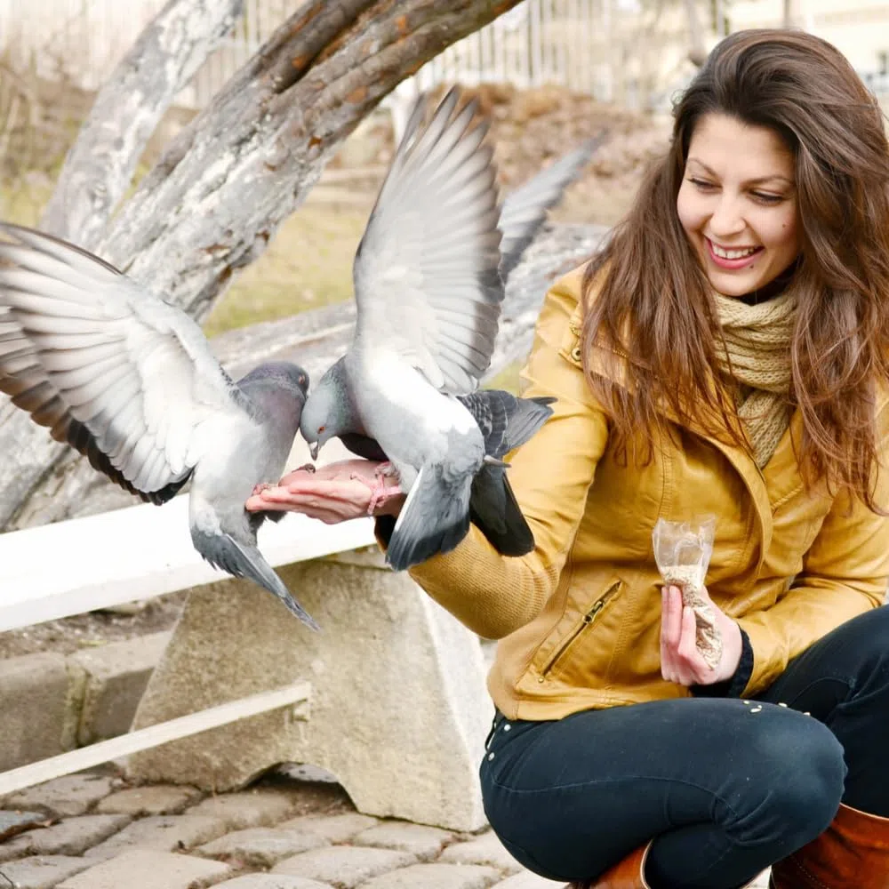 Pienso para palomas Winter Extra Plus, 25 kg, mezcla de granos de alta energía para meses de invierno, rica en proteínas y fibra para una óptima condición y salud
