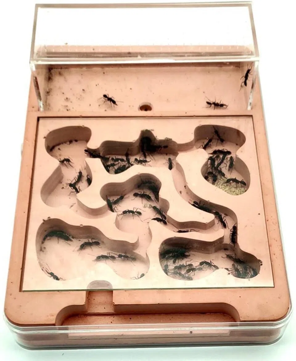 Nido de observación estereoscópica acrílico Nido de hormigas ecológico, hormiguero de plástico transparente PP, castillo de hormigas, caja de cría de hormigas, casa de hormigas, caja de alimentación d