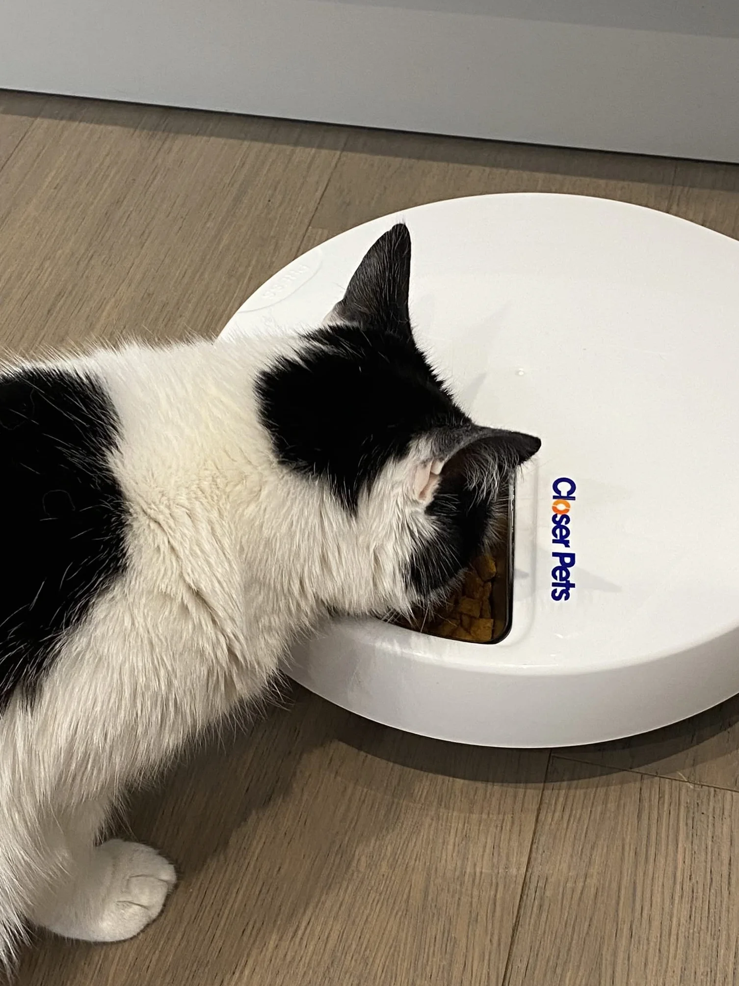 Cat Mate Comedero automático para Mascotas de Cinco Comidas con Insertos de Cuenco de Acero Inoxidable y Paquetes de Hielo (C500)