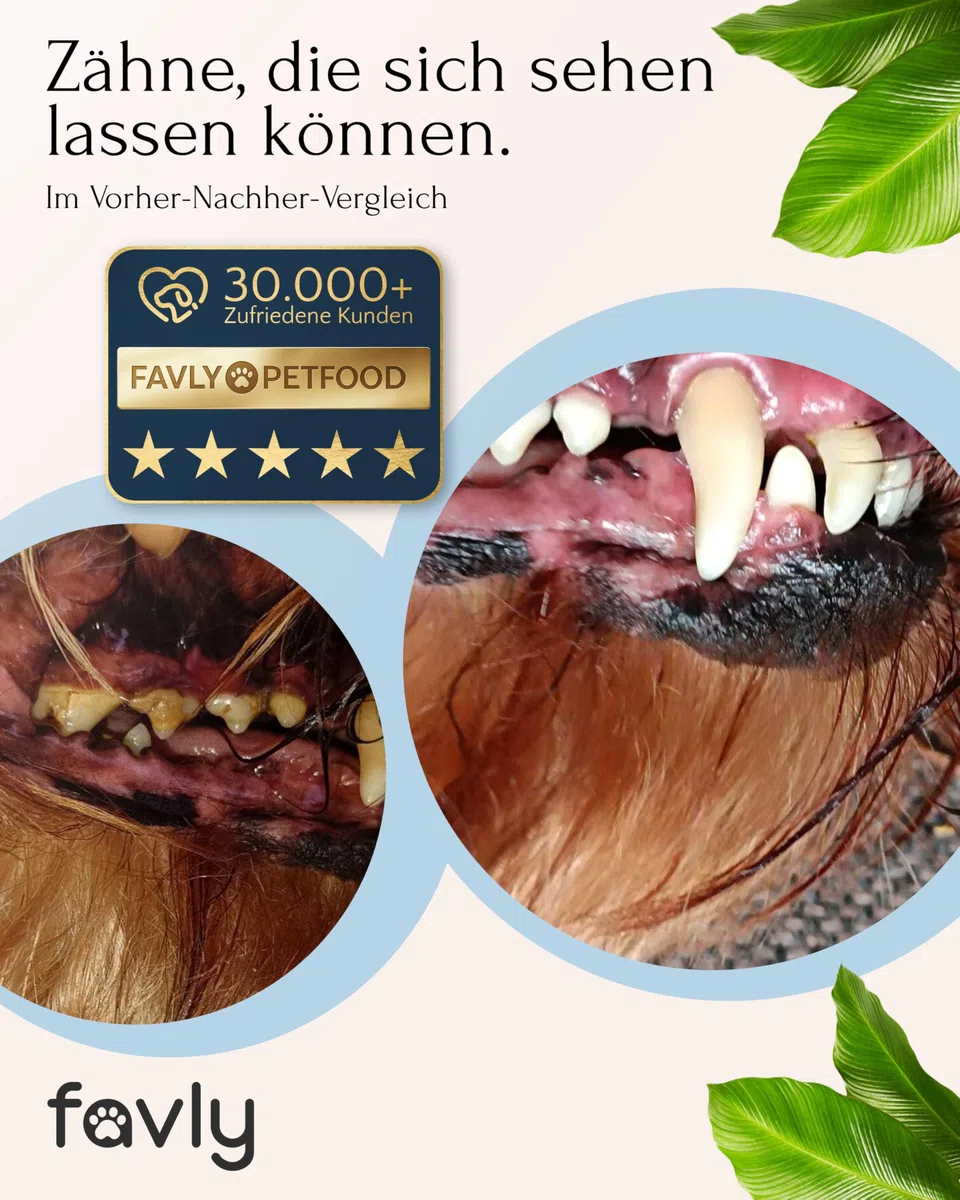 FAVLY – Polvo dental para perros 250 g – Complemento alimenticio en polvo dental para perros contra el mal olor y la placa dental – con Clorella orgánica y perejil – sin cereales ni aditivos