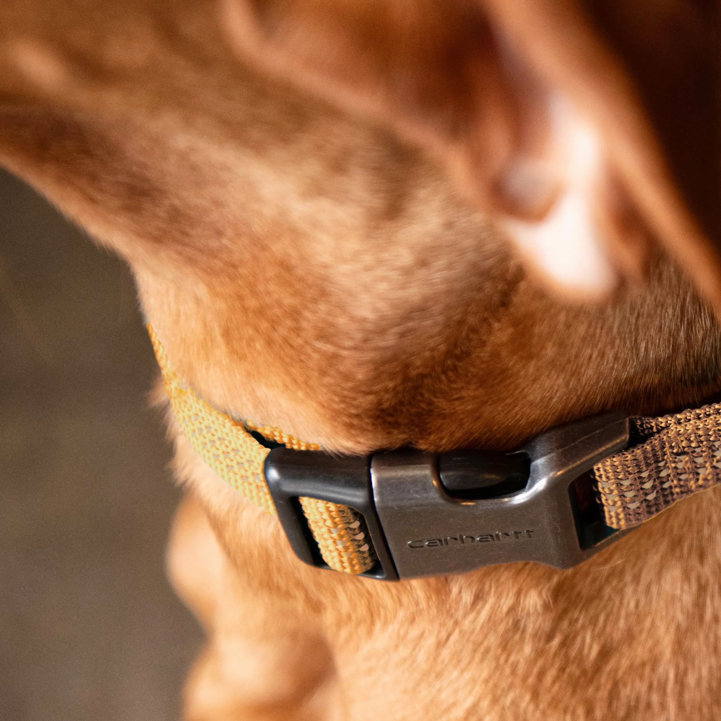Carhartt - Collar de Nailon Totalmente Ajustable para Perros, Costuras Reflectantes para Mayor Visibilidad, Brillo Coral (Correa de Nylon), Talla L | Correa de nailon, totalmente ajustable con hebilla de liberación lateral duradera y costuras reflectantes