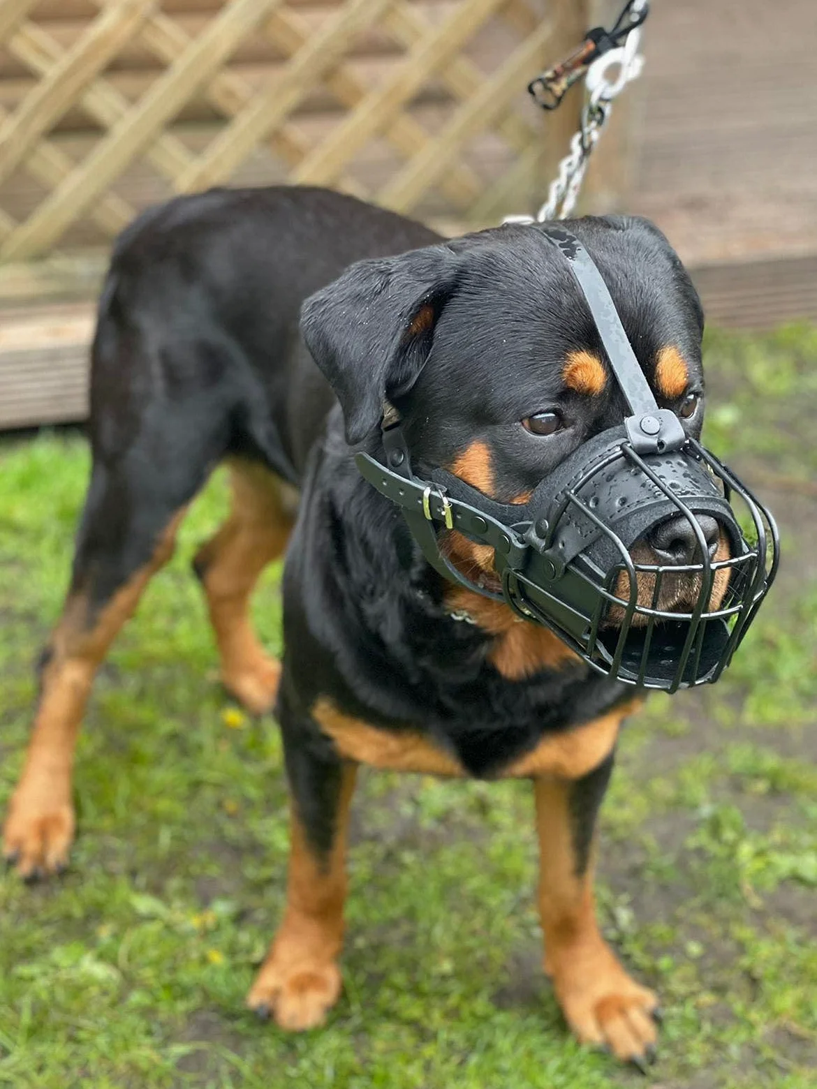 Bozal de metal de alambre fuerte para perro, rottweiler, mastín, golden retriever y otros (TR, cuero negro/negro)