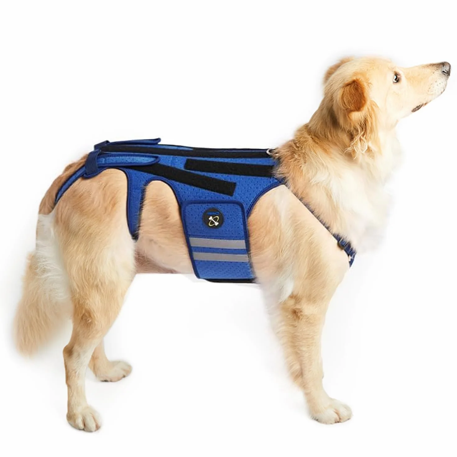 COODEO Soporte de Espalda para Perros para Artritis de Perros, Soporte de Espalda para Mascotas para Ivdd, Protector de Espalda Ayuda A Aliviar El Dolor, Recuperación Quirúrgica (Pequeño)