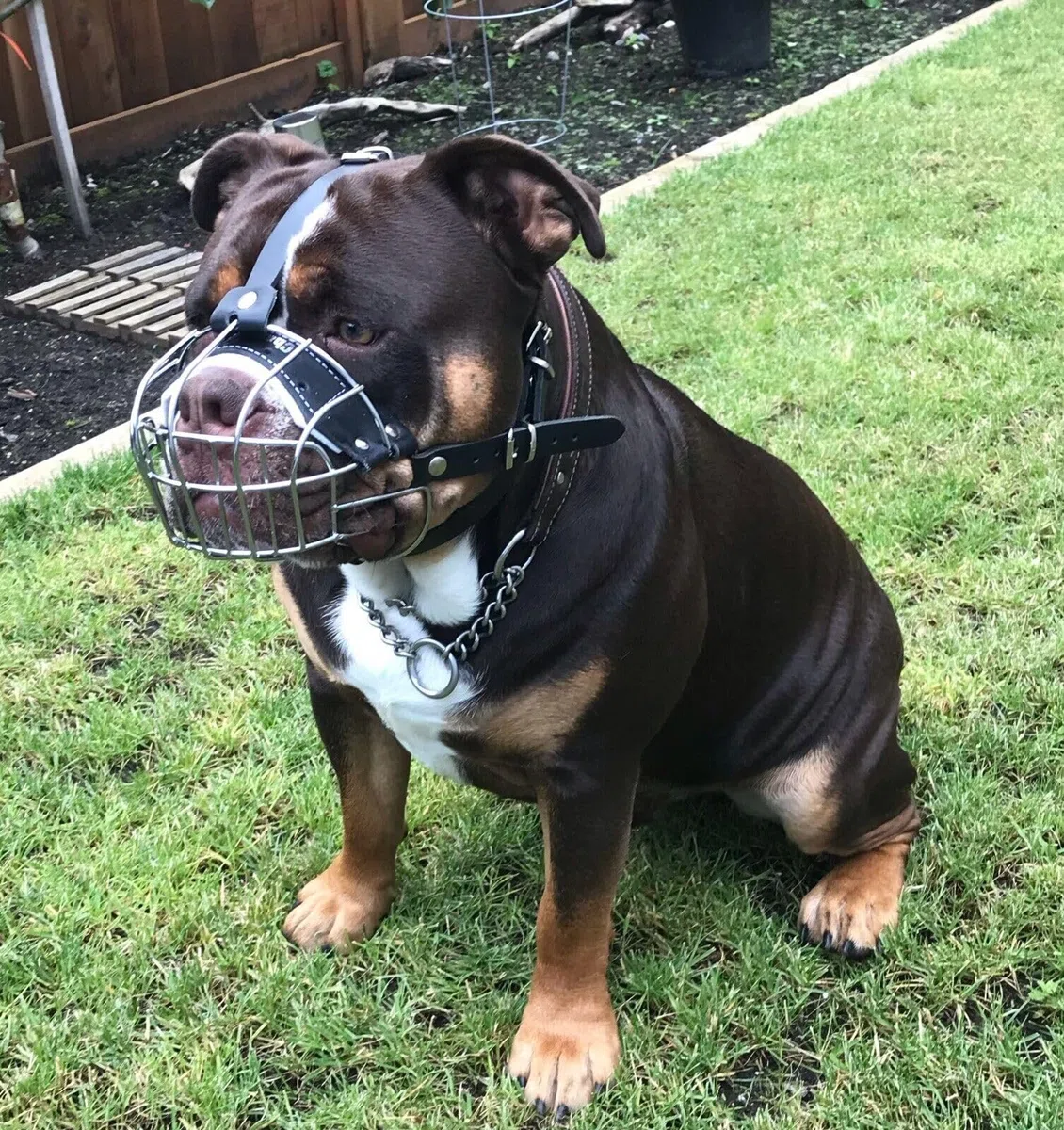 Bozal de perro de alambre de metal fuerte para Bully XL, American Bully y otros (B4, cuero negro plateado)