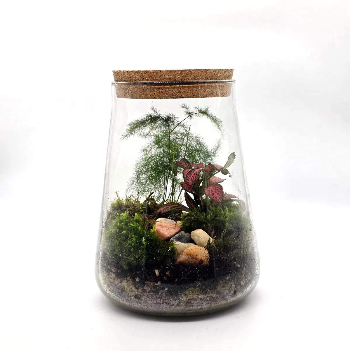 Kit de terrario cerrado con tarro de vidrio de 1,8 L, juego completo de terrario con tapa de corcho, musgo, LECA, tierra y piedras decorativas