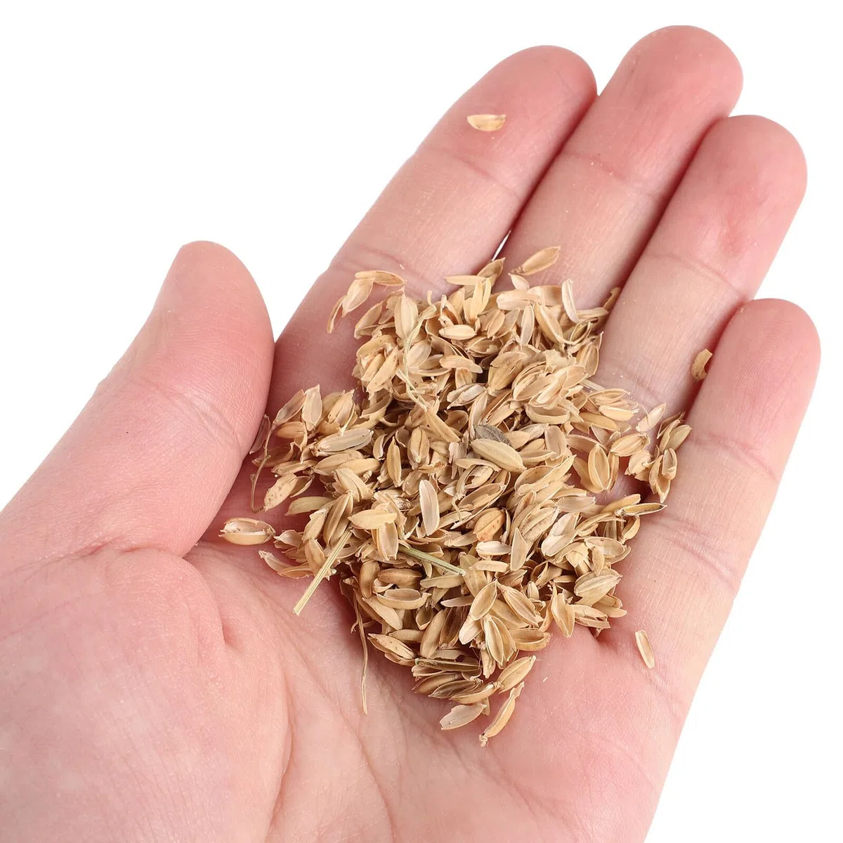 Alasum Lecho para Aves de Corral Natural de Cáscara de Arroz Orgánico 1,5 Kg para Gallineros, Cajas Nido y Suministros para Invierno, Cama Ecológica para Mascotas Pequeñas y Jardinería