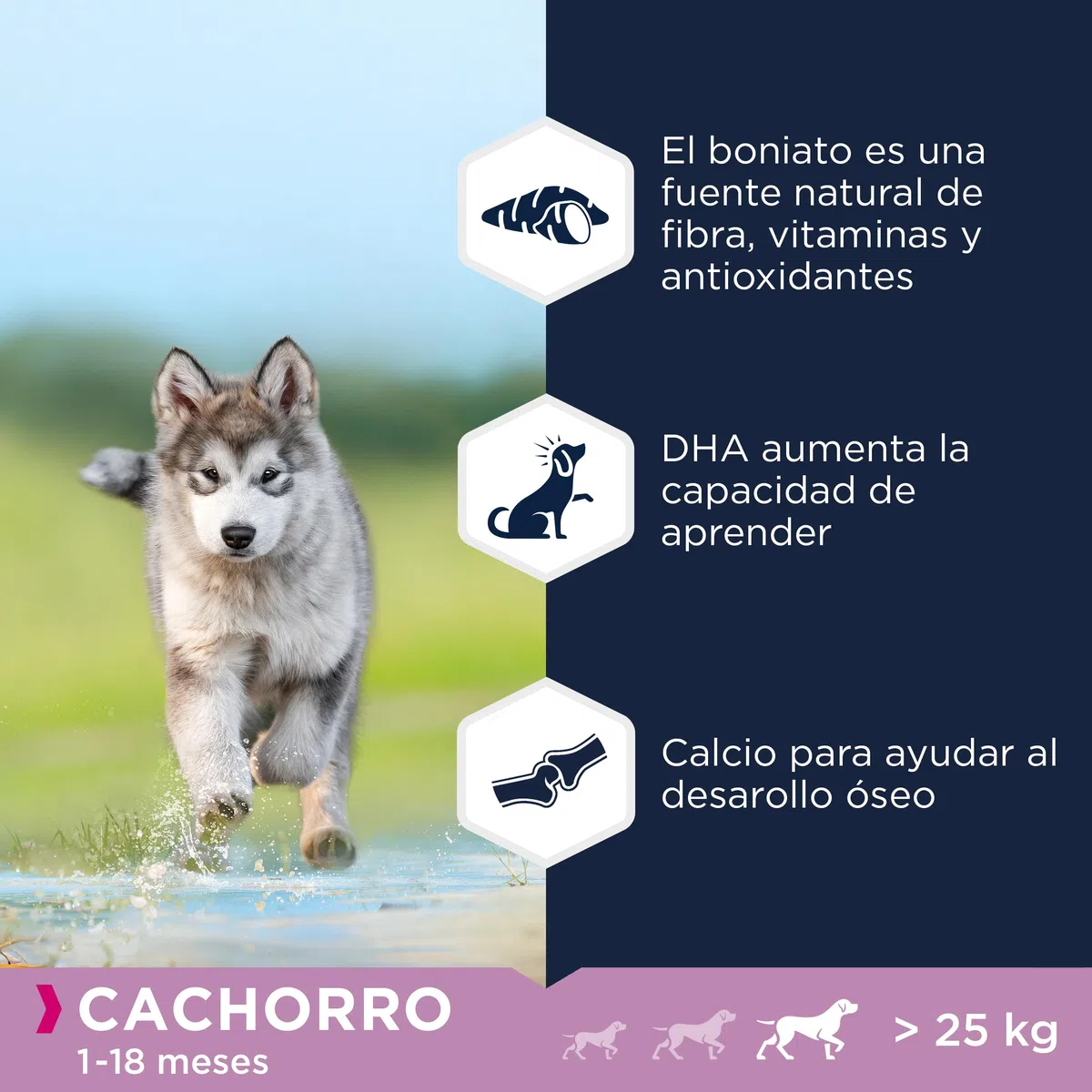 EUKANUBA Grain Free * Alimento para cachorros de razas grandes, rico en cordero, 12kg