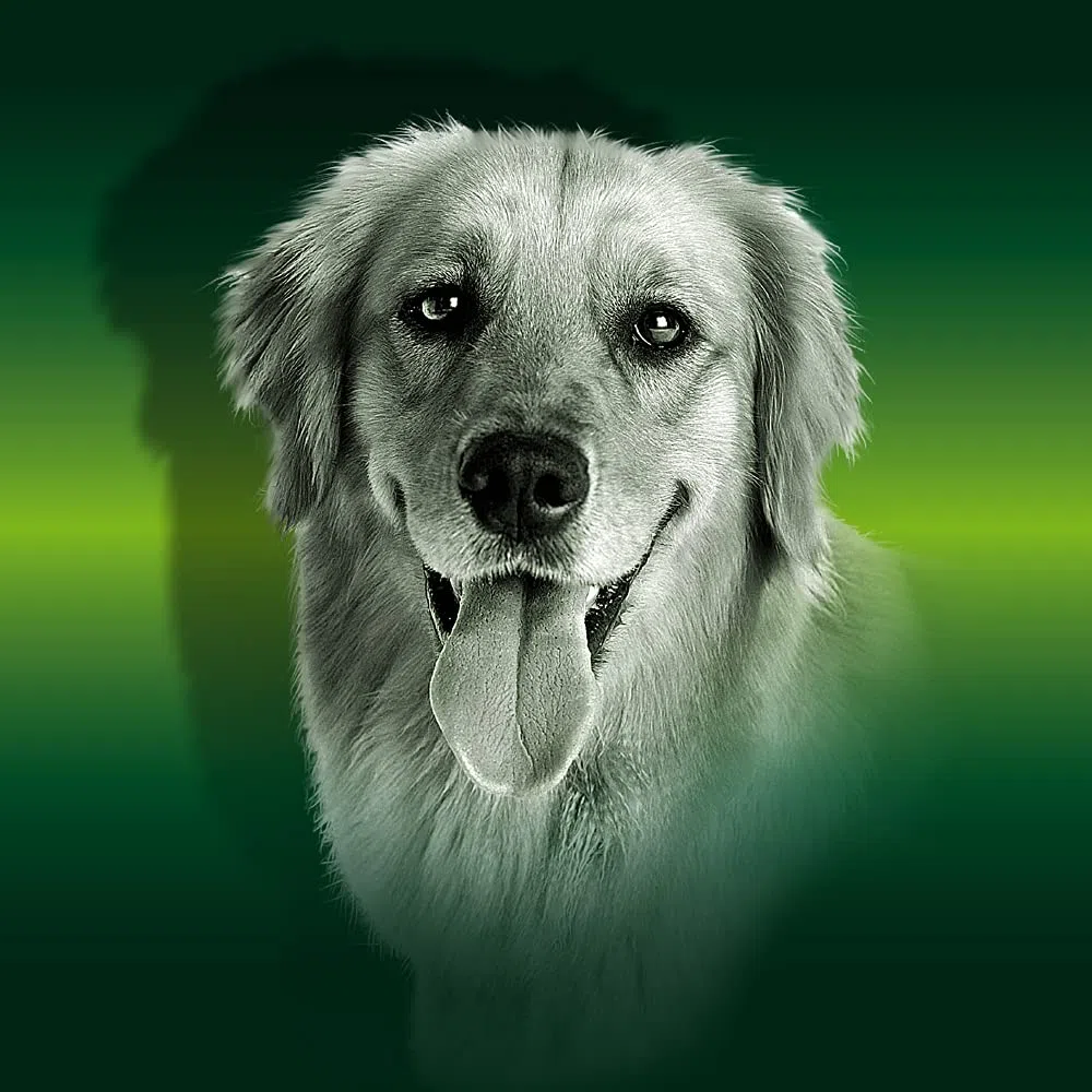 Pienso para Perros para Todas Las Razas y tamaños Rico en Pollo Alimento seco para Perros 20 kg Canun Complet Daily Maintenance