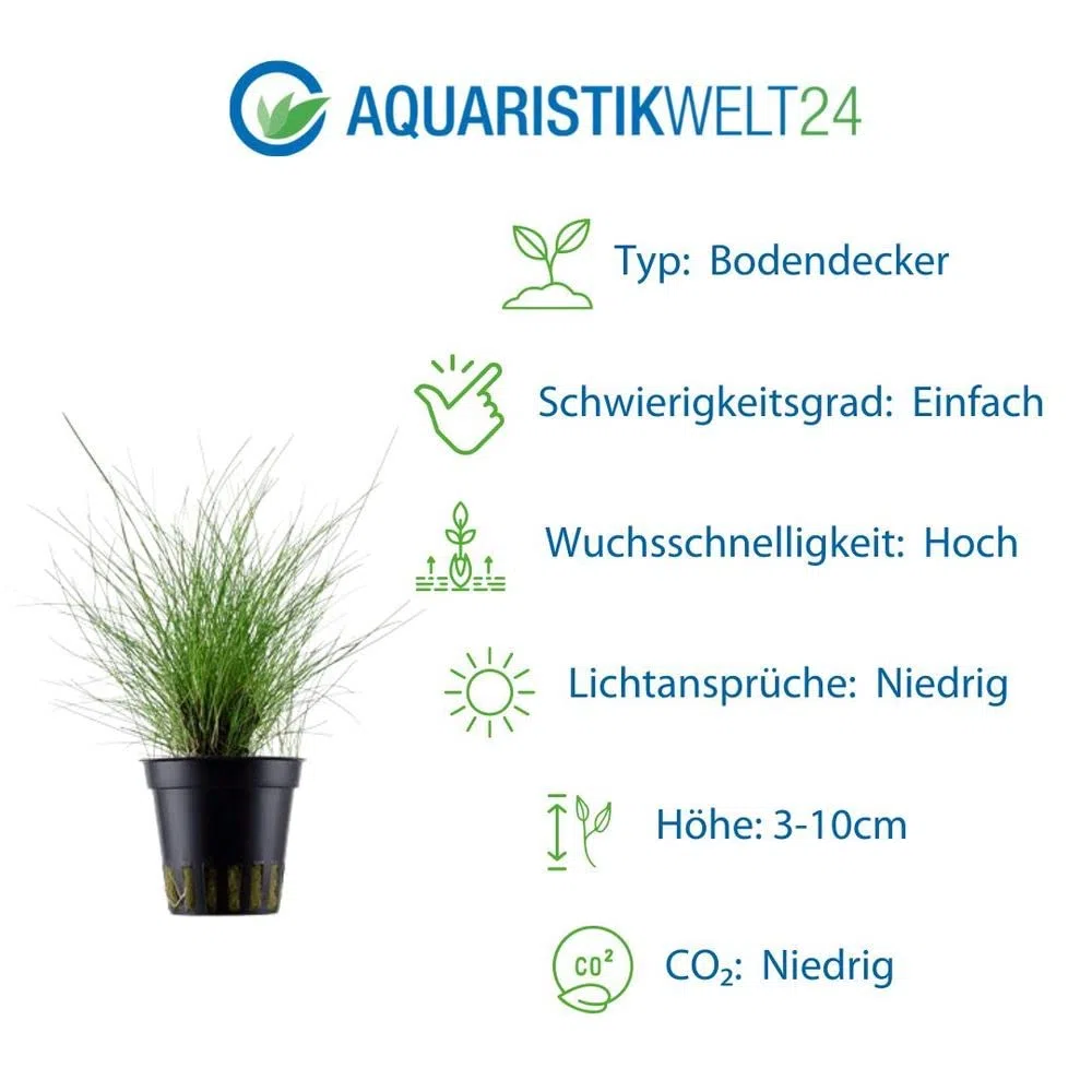 AquaOne Juego de 5 plantas acuáticas, hierba, plantas de acuario, con