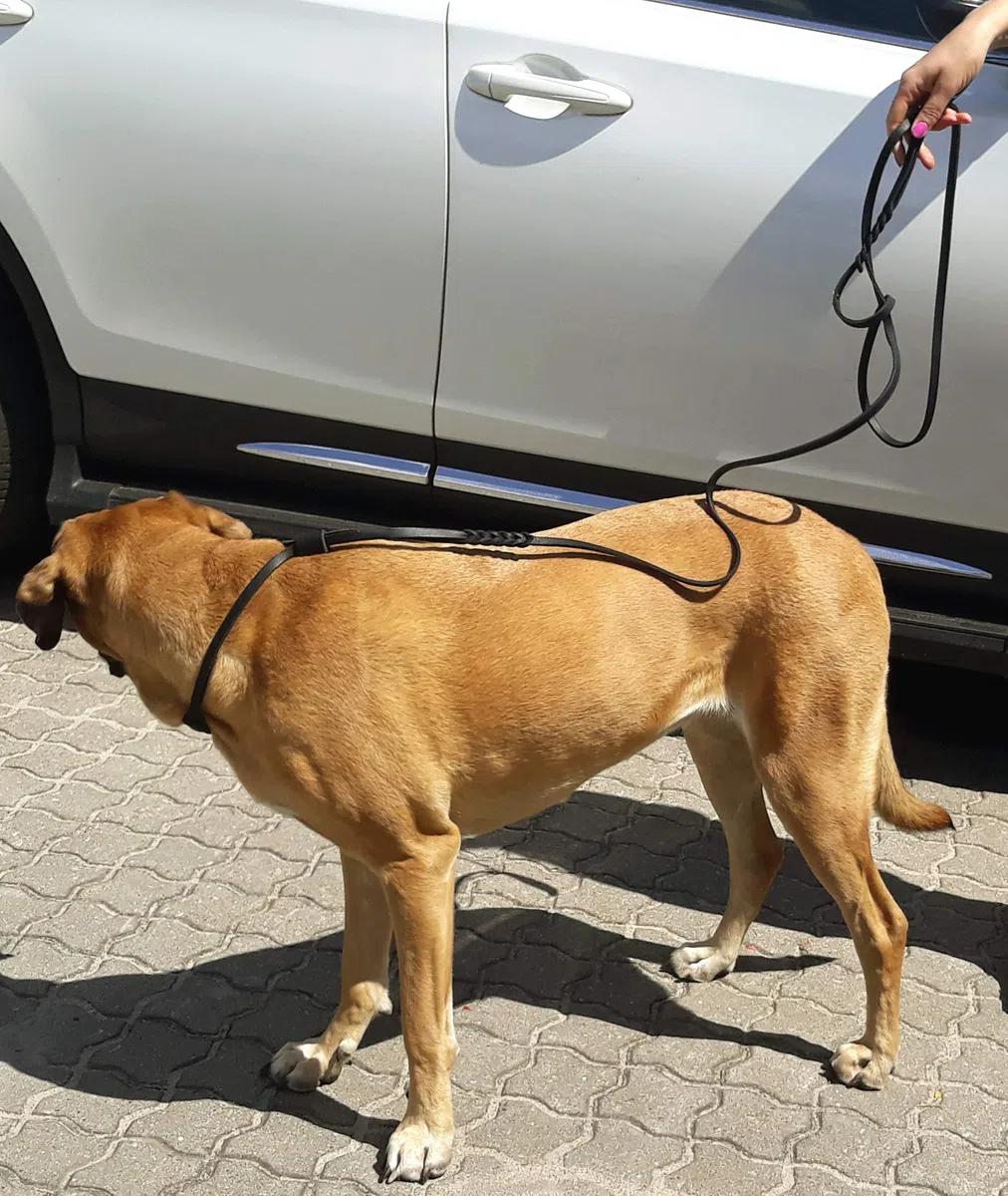 Dingo Correa de Piel Suave Mango Trenzado, Hecha a Mano, para exposiciones de Perros