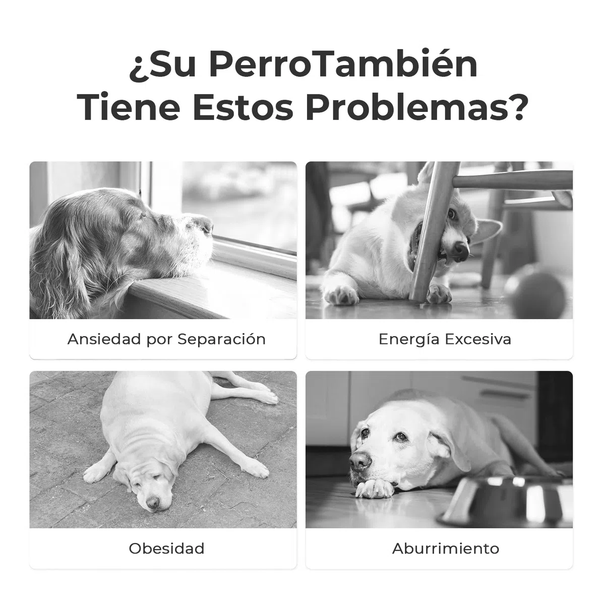 Cheerble Wicked Ball PE, 3 Modos de interacción, Juguete Interactivo para Perros, Pelota autorodante para Perros con Luces LED, DC Recargable, Divertido Regalo de cumpleaños para Perros Grandes
