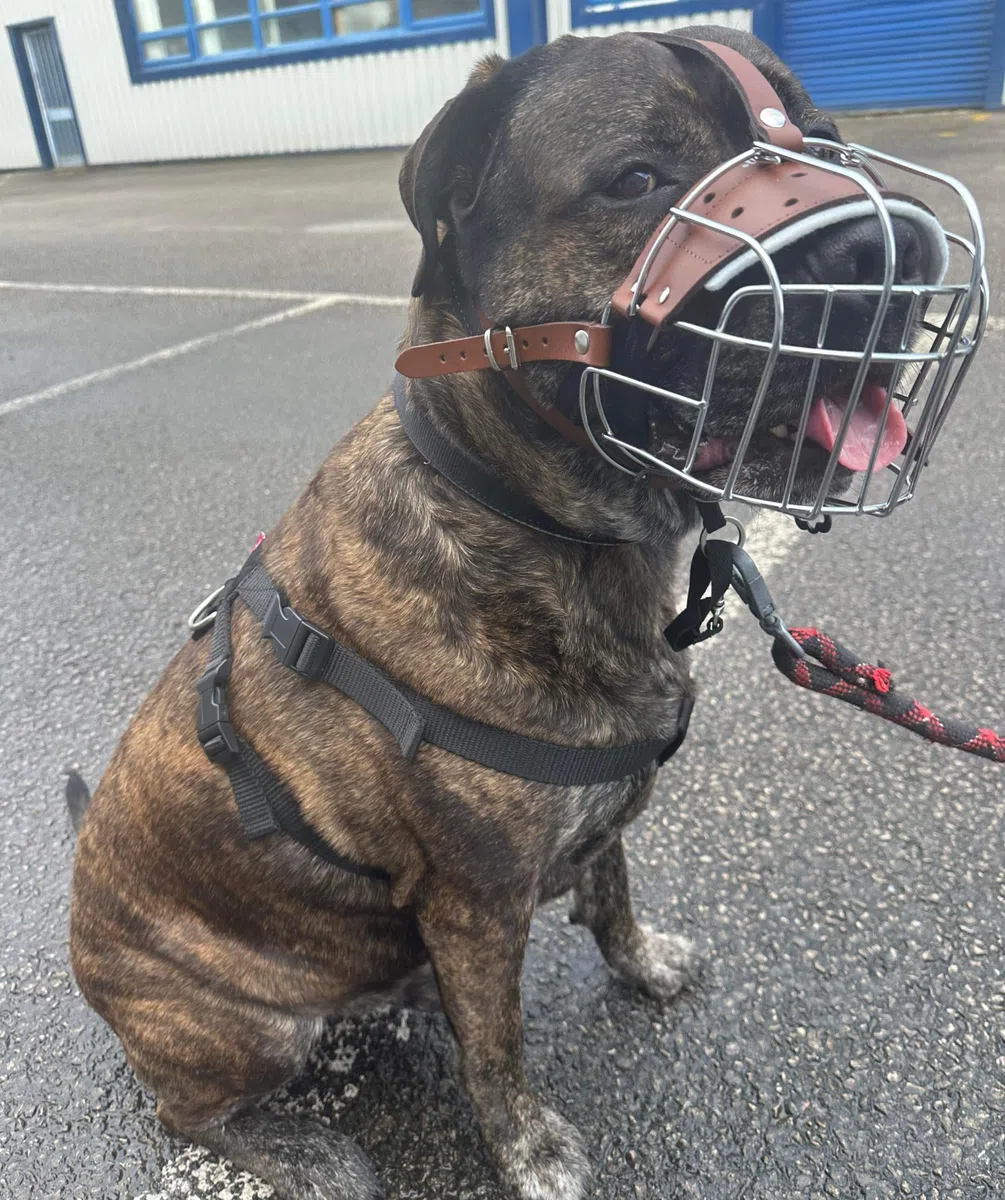 Bozal de perro de alambre de metal fuerte para Bully XL, American Bully y otros (B4, cuero negro plateado)