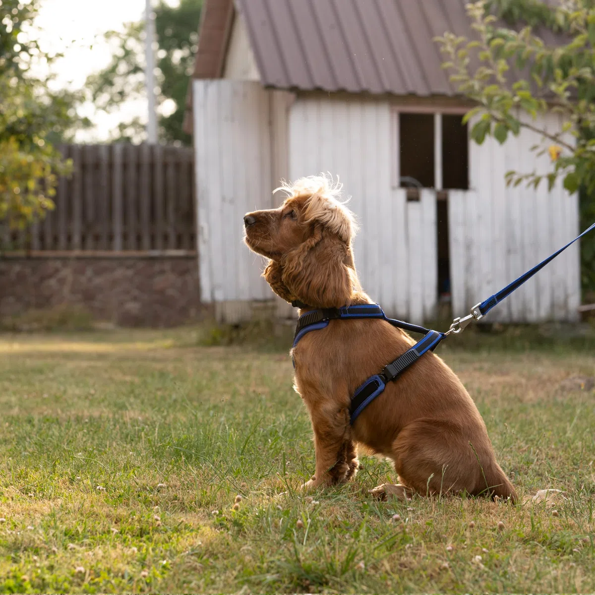 Ferplast Arnés para Perros medianos ERGOCOMFORT, Ajustable, cómodo, Acolchado, de fácil colocación y extracción, Talla M, máximo 30 kg. Azul.