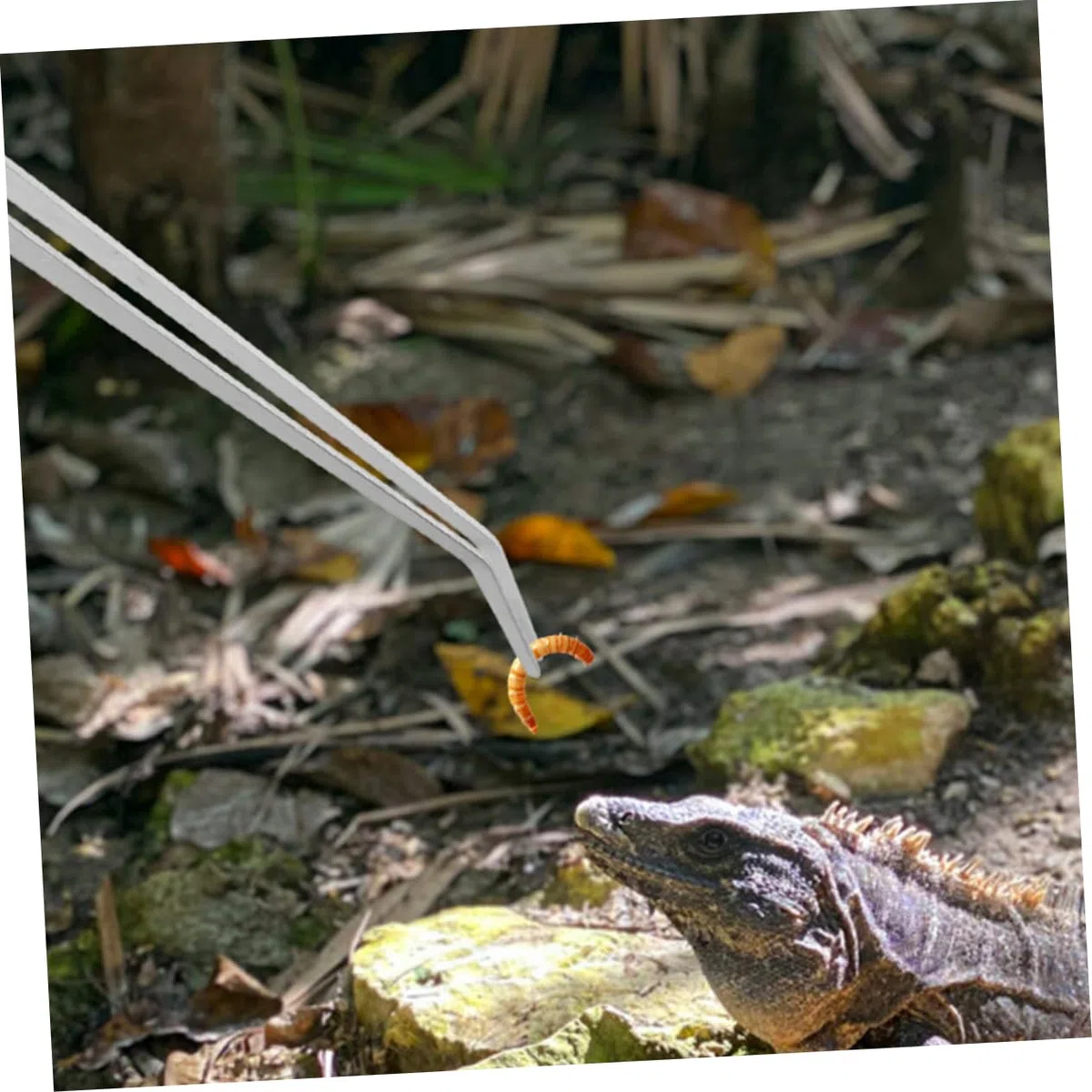 BESPORTBLE 10piezas De Alimentación para Reptiles De Metal Extra Largas Herramienta Práctica para Acuarios y Terrarios para Suministrar Comida Reptiles y Peces