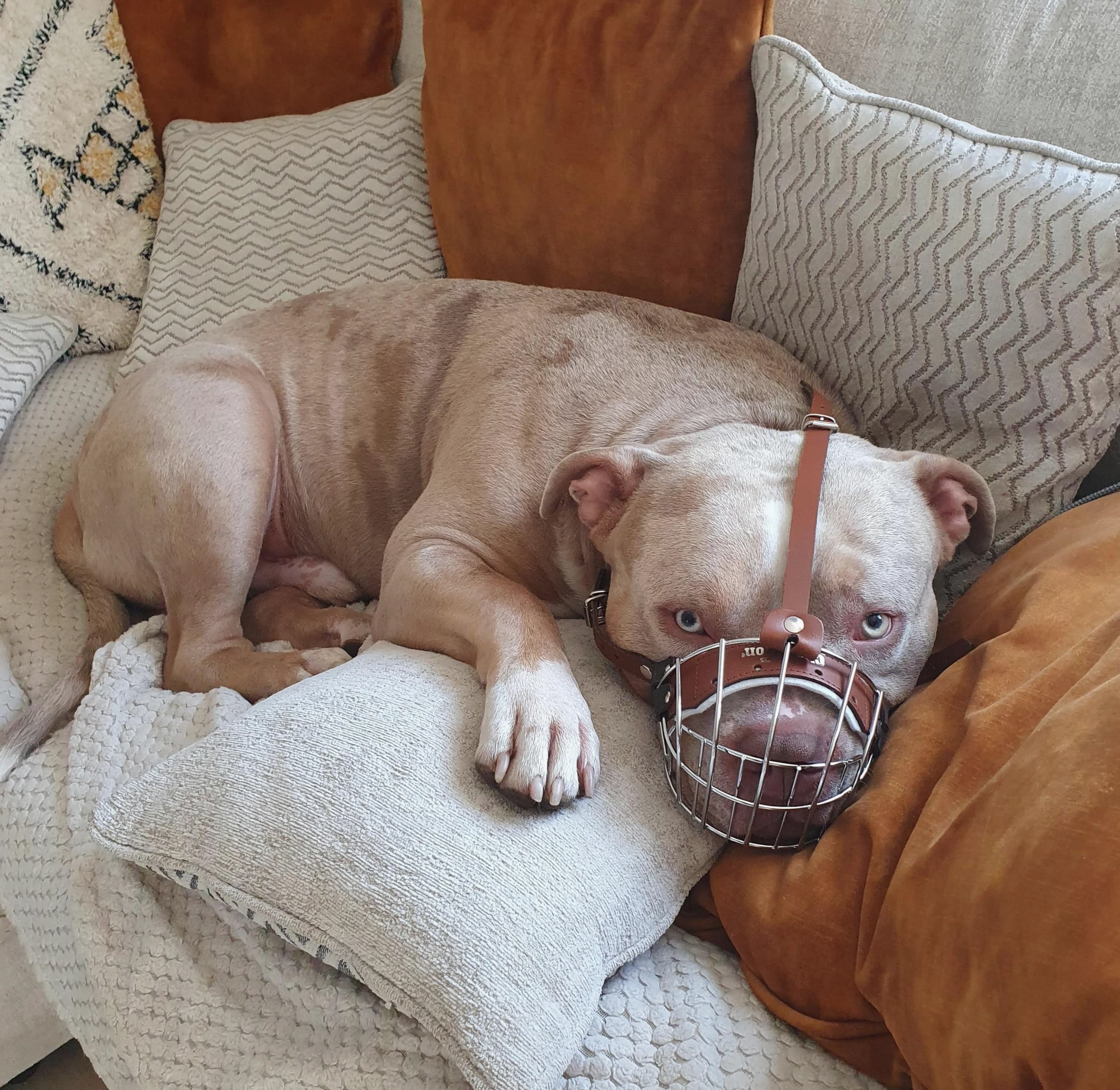 Bozal de perro de alambre de metal fuerte para Bully XL, American Bully y otros (B4, cuero negro plateado)