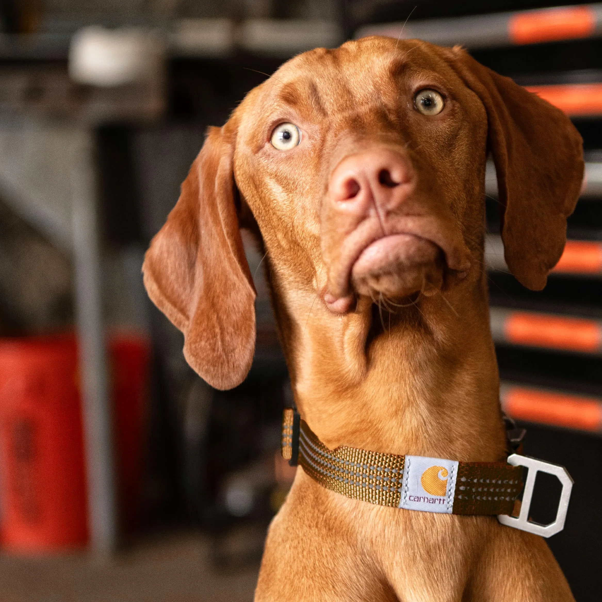 Carhartt - Collar de Nailon Totalmente Ajustable para Perros, Costuras Reflectantes para Mayor Visibilidad, Brillo Coral (Correa de Nylon), Talla L | Correa de nailon, totalmente ajustable con hebilla de liberación lateral duradera y costuras reflectantes