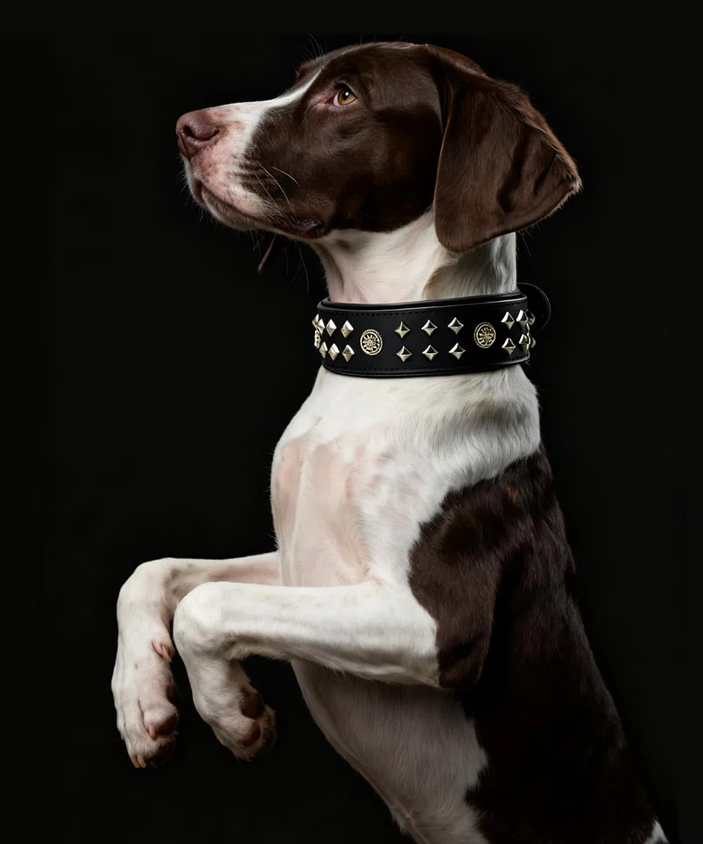 EliteGuard Collar de Perro de Cuero de 5,6 cm de ancho, hecho a mano con remaches y hebilla de acero inoxidable, para uso diario en perros grandes, color negro, 57,5-67,5 cm