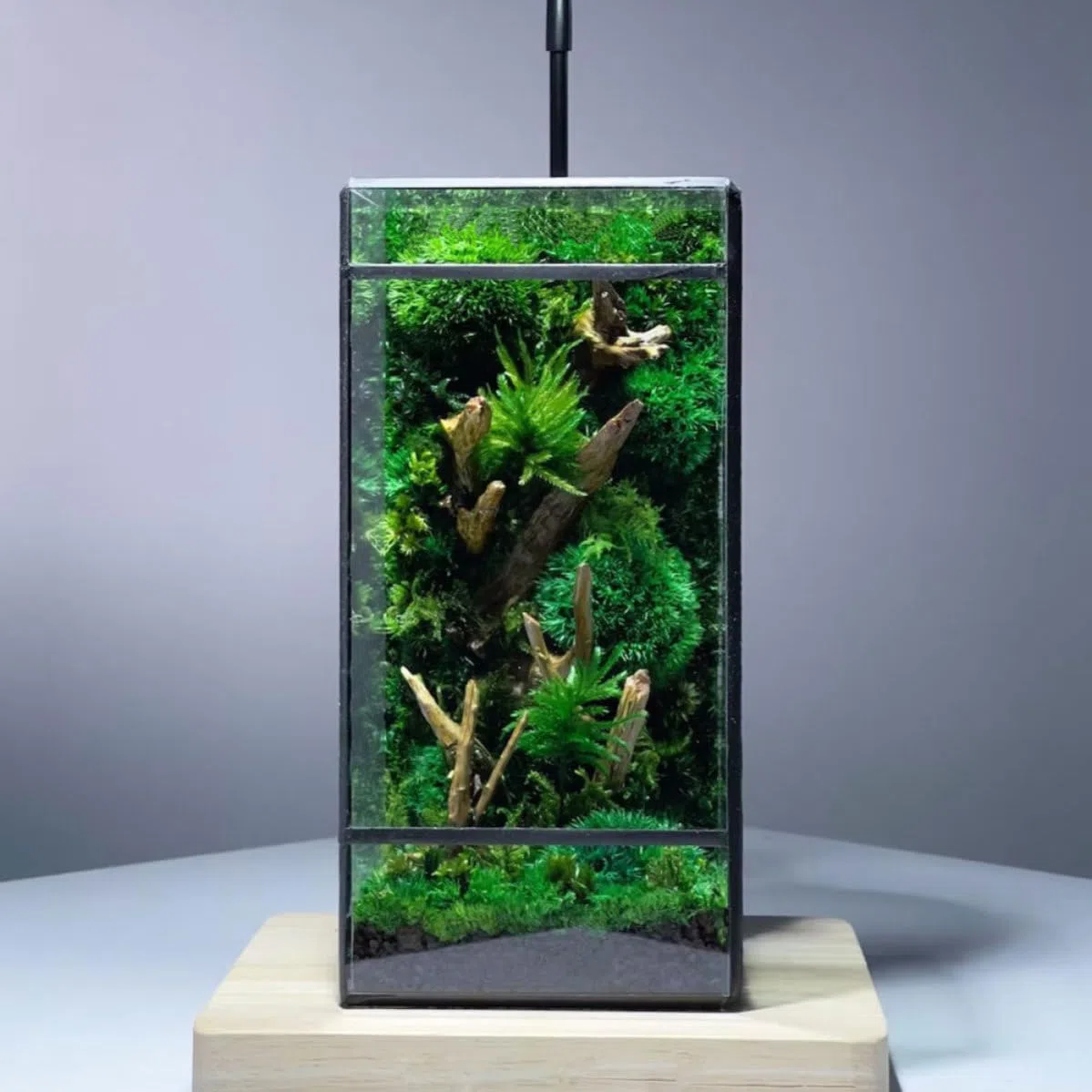 Terrario de Vidrio Geométrico Negro para Plantas y Flores | Contenedor de Micro Paisaje, Caja Vacía Estructura de Estaño, Decoración para Hogar y Sala