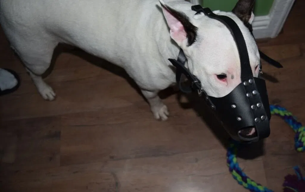 Bozal de cuero resistente para perro Bull Terrier y otros hocicos similares (ZB1)