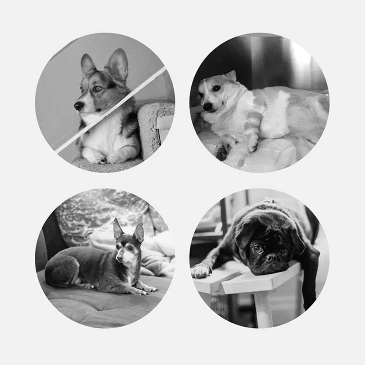 Escaleras para Perros Escaleras con Rampa para Cachorros