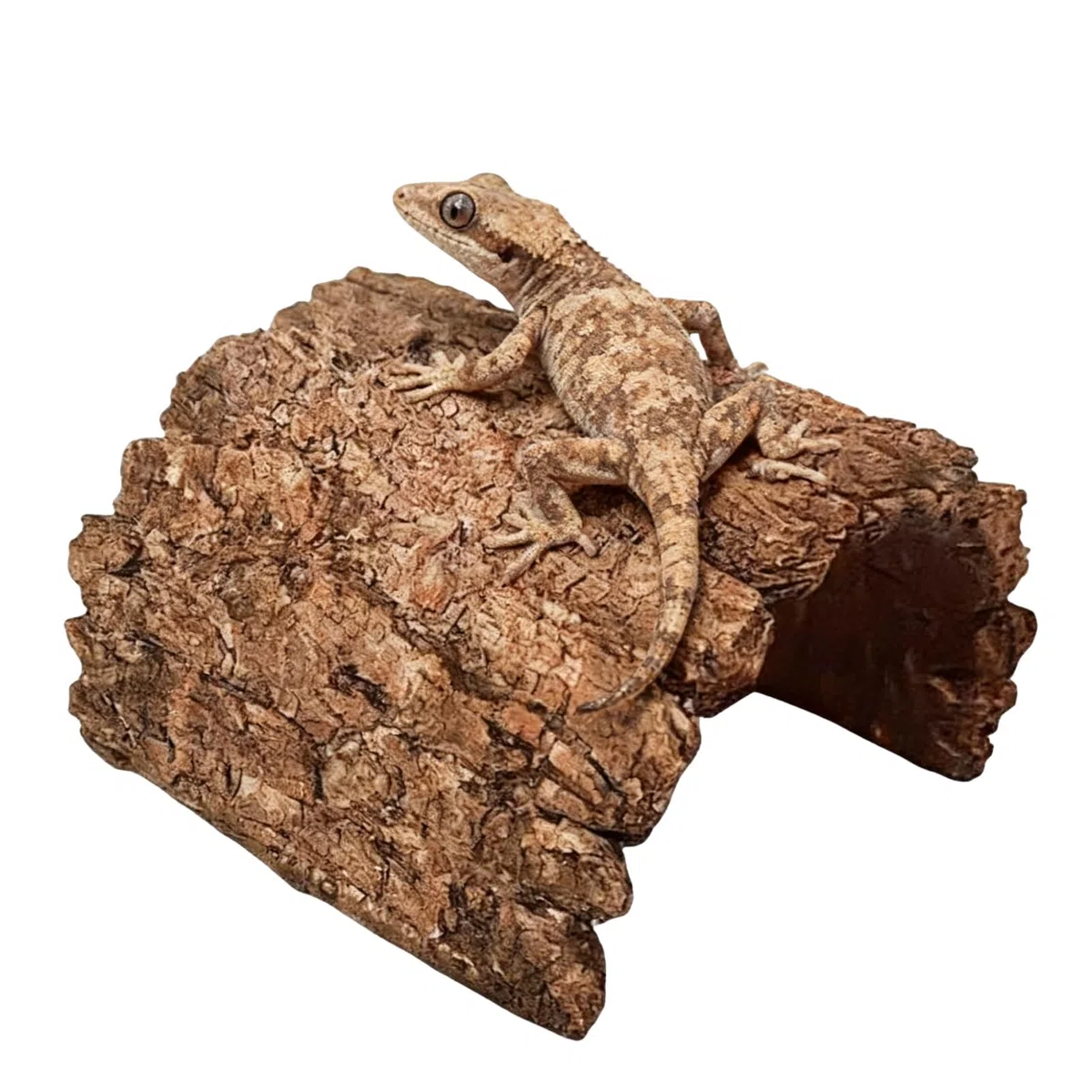 Escondites Y Cuevas para Reptiles Refugio De Cueva De Resina