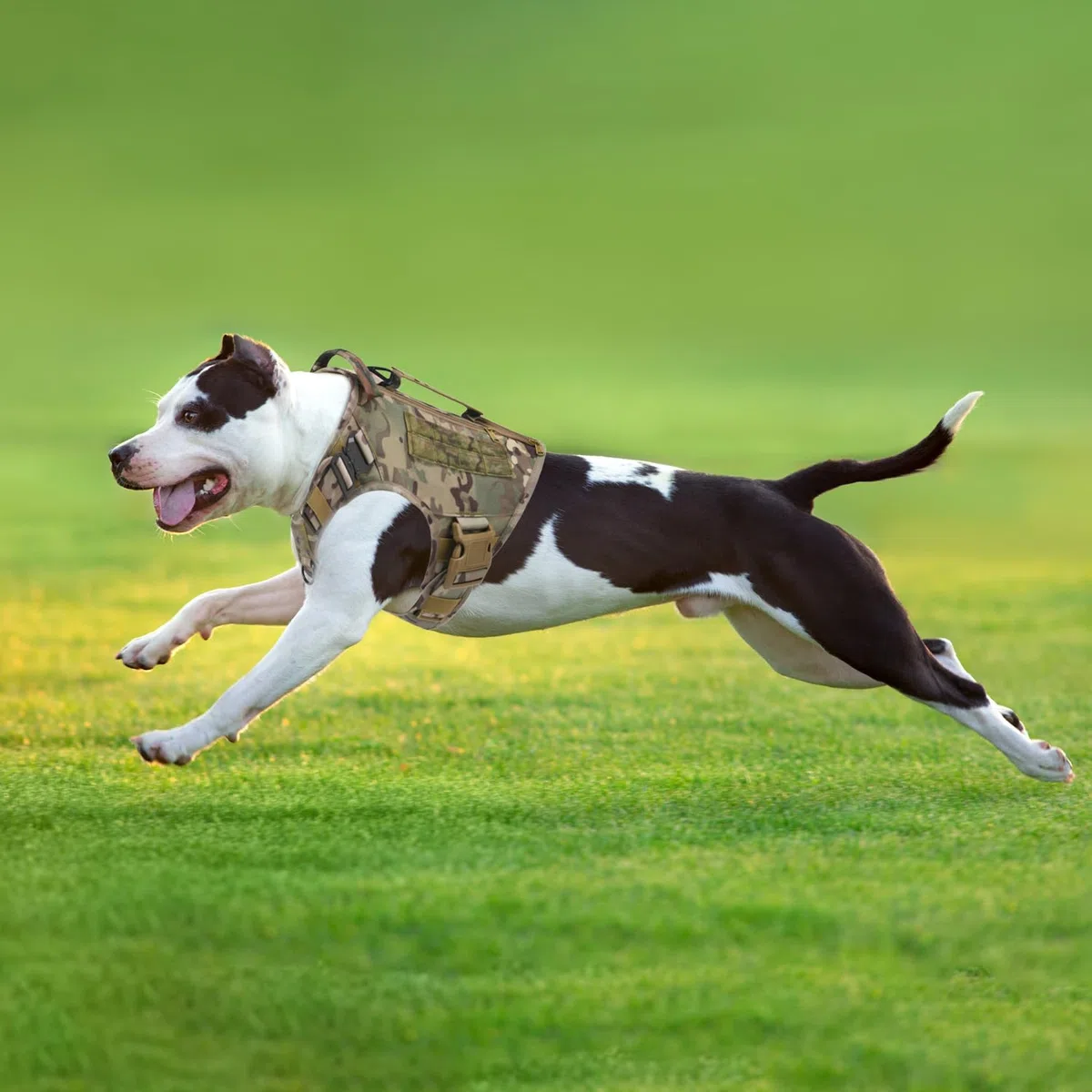 Arnés táctico para perros medianos y grandes, sin tirones, ajustable, para pasear, arnés militar con asa, chaleco para perro con paneles Molle (camuflaje (con 2 paquetes de accesorios), XL)