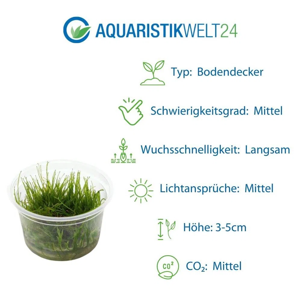 AquaOne Juego de 5 plantas acuáticas, hierba, plantas de acuario, con