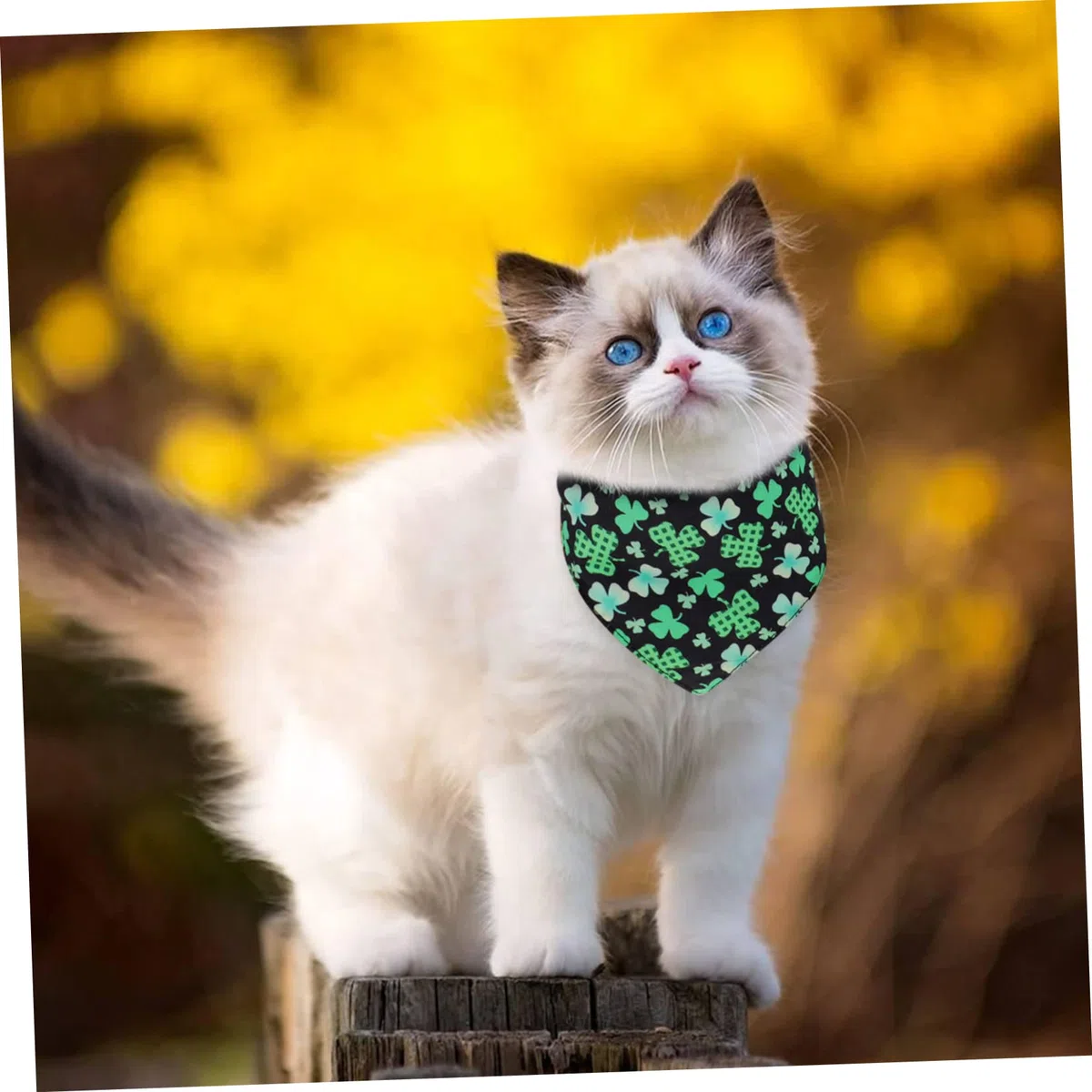 INOOMP 12piezas Bandanas para Bufandas para y Gatos Accesorios para Celebraciones y