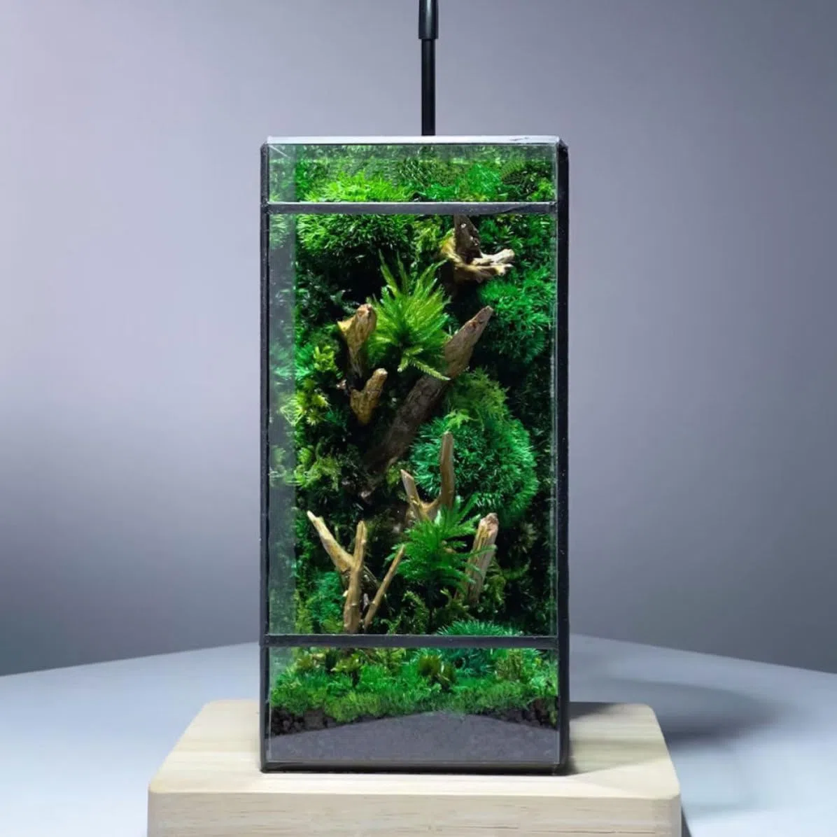 Terrario de Vidrio Geométrico Negro para Plantas, Mesa Decorativa | Caja Vacía para Paisaje Diy, Estructura de Vidrio y Estaño, Estilo Simple y Artístico