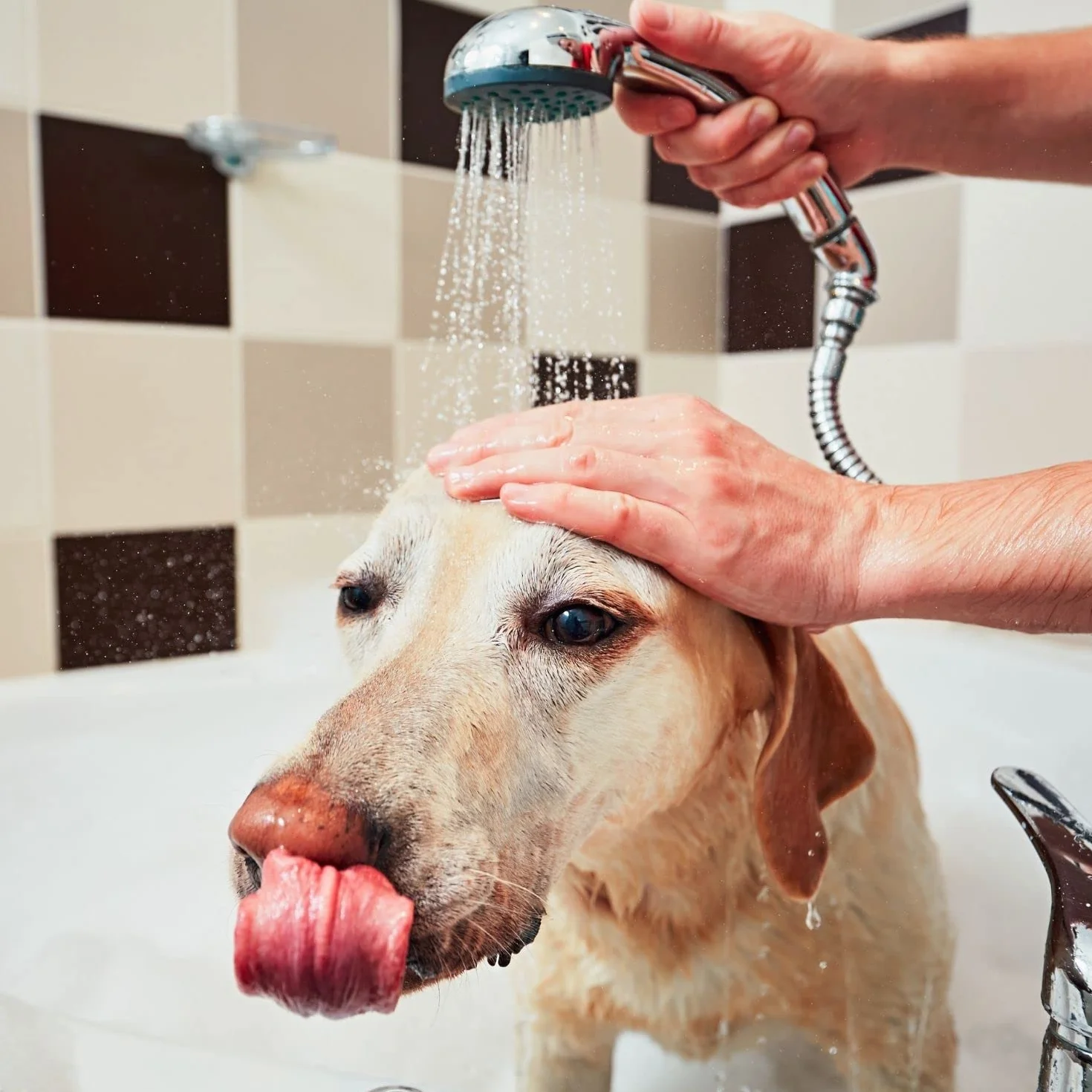Champú Cristal Clean - para Mascotas con Pelo Blanco - 1 L - Ayuda a Eliminar el Color Amarillento - Champú para Fortalecer y Aportar Brillo - Sencillo de Aplicar - IV San Bernard