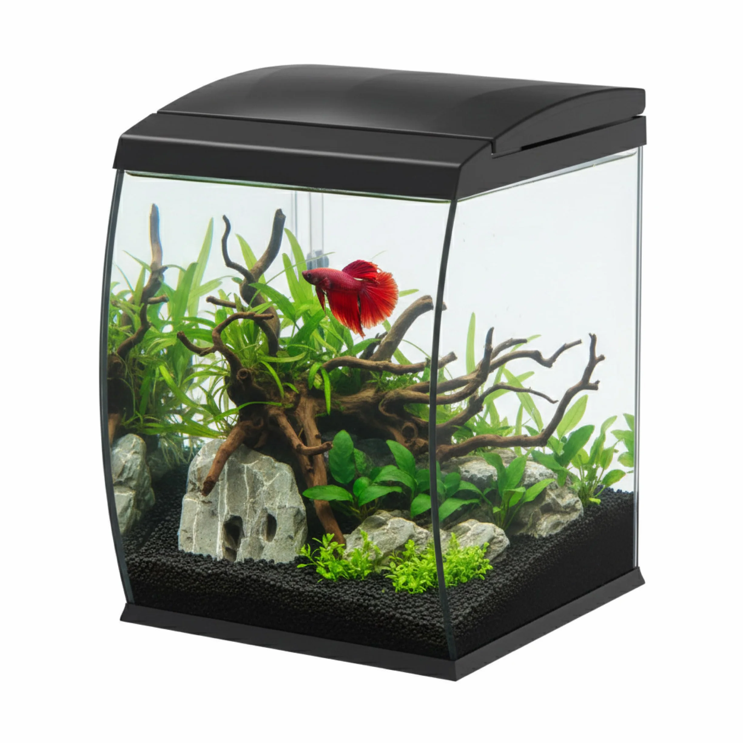 AQPET Acuario Curvo de Cristal Curvado 35 l con Filtro Superior Integrado y LED 6 W – Acuario de diseño de Escritorio con Bomba incluida y Tapa para dispensador automático de Alimentos (Negro)