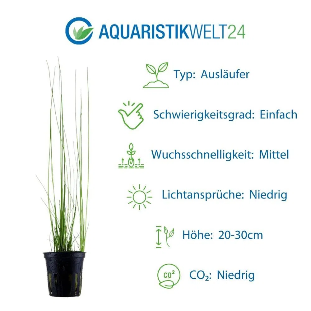AquaOne Juego de 5 plantas acuáticas, hierba, plantas de acuario, con
