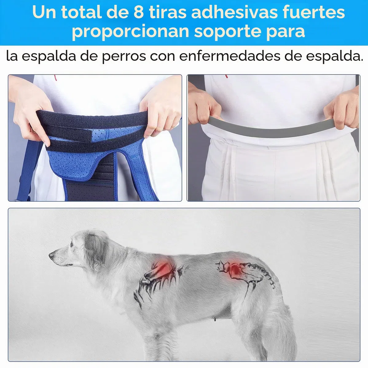 COODEO Soporte de Espalda para Perros para Artritis de Perros, Soporte de Espalda para Mascotas para Ivdd, Protector de Espalda Ayuda A Aliviar El Dolor, Recuperación Quirúrgica (Pequeño)