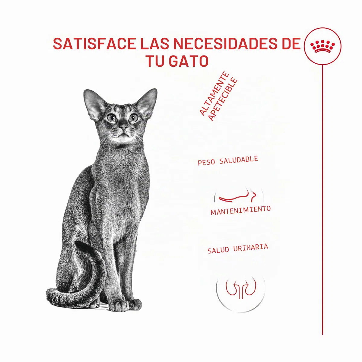 Royal Fussy Exigent PIENSO Gato Adulto 1X10KG